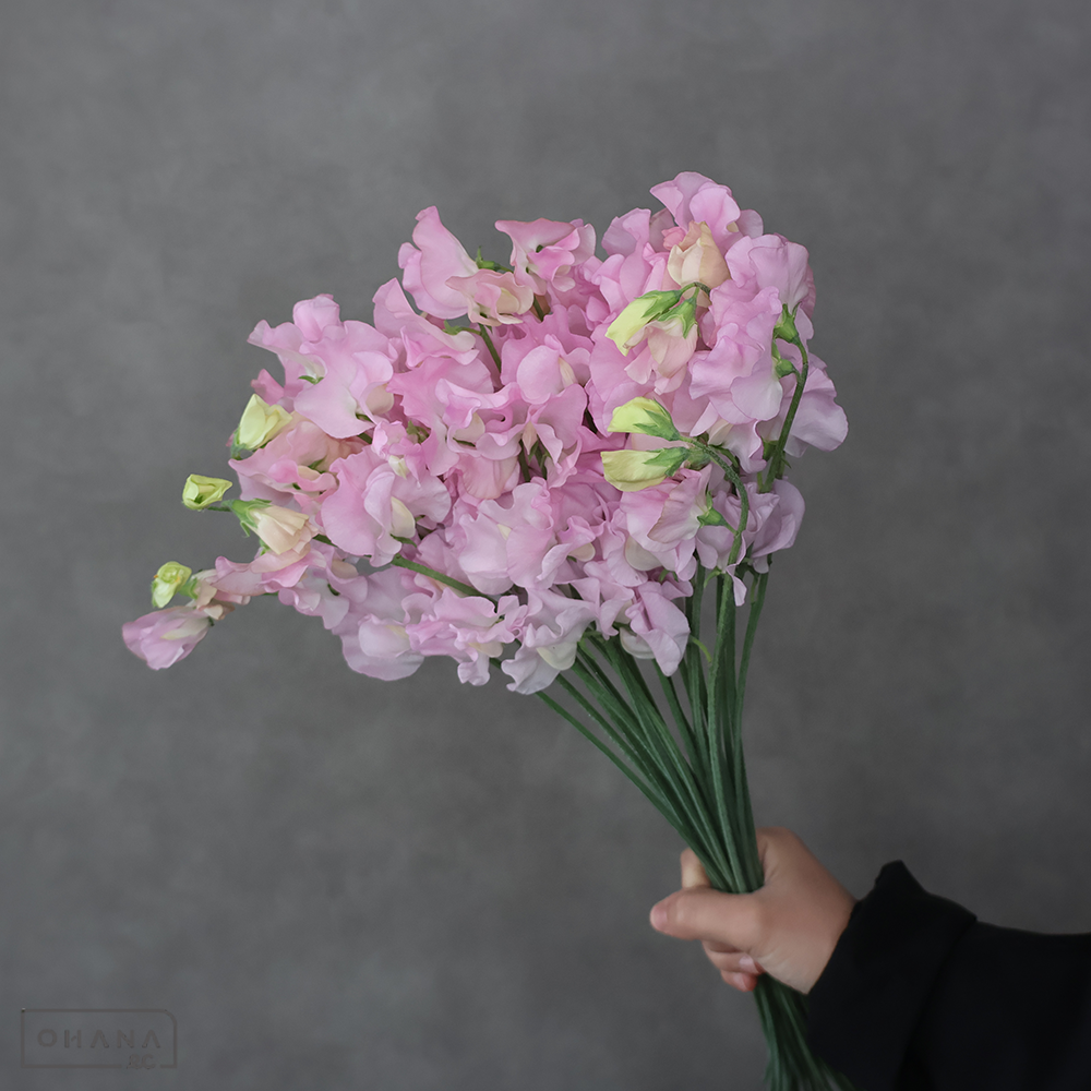 スイトピー プリンセス　2L 4輪  ※25本束