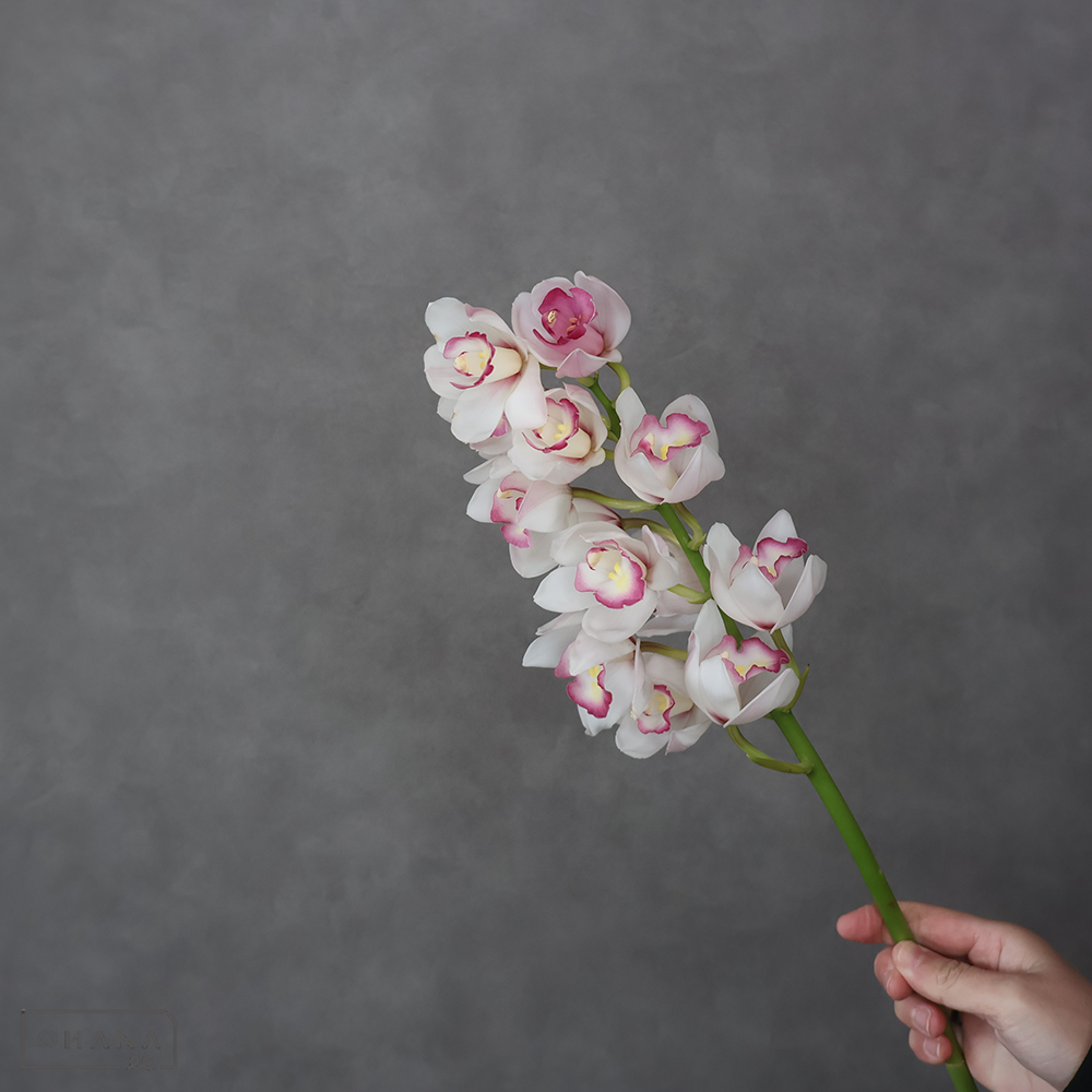 【SALE】シンビジューム　ミマジェンヌ　秀 2LL　※クレーム対象外