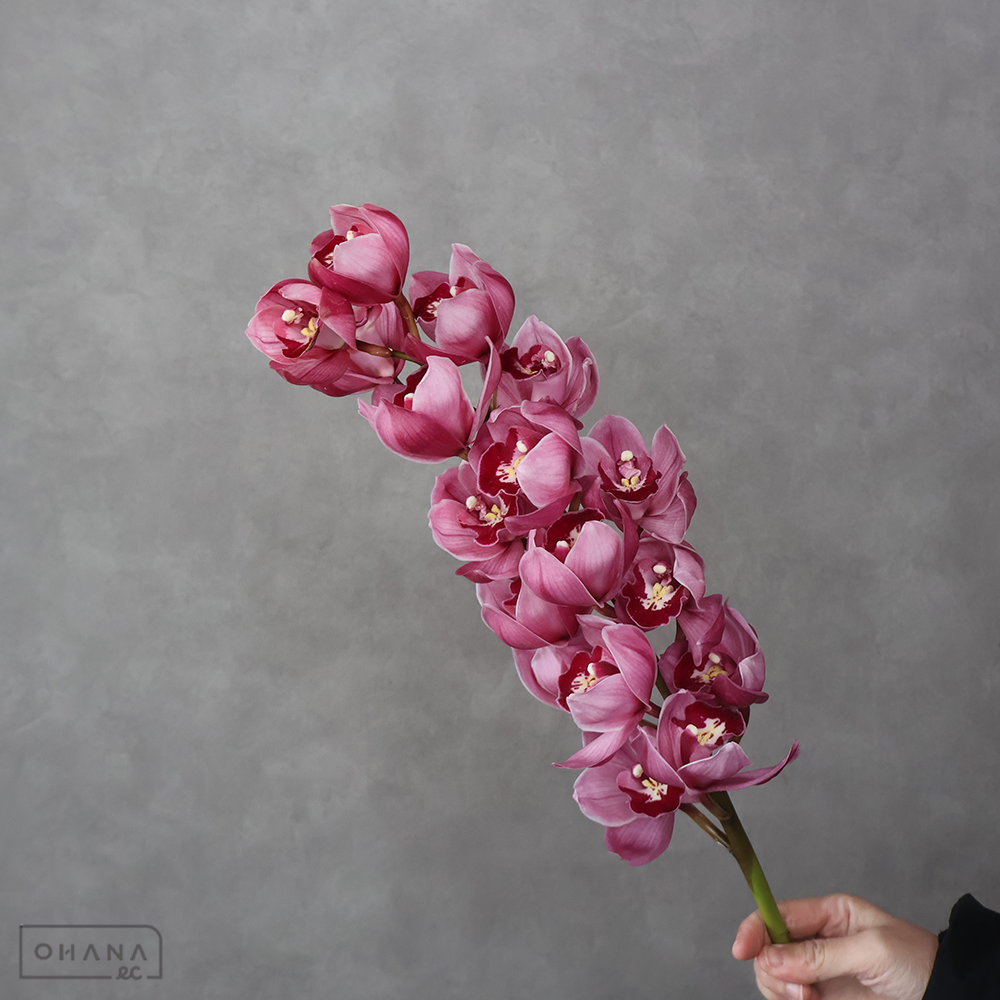 【SALE】シンビジューム　アップルボール　秀 2L　※クレーム対象外