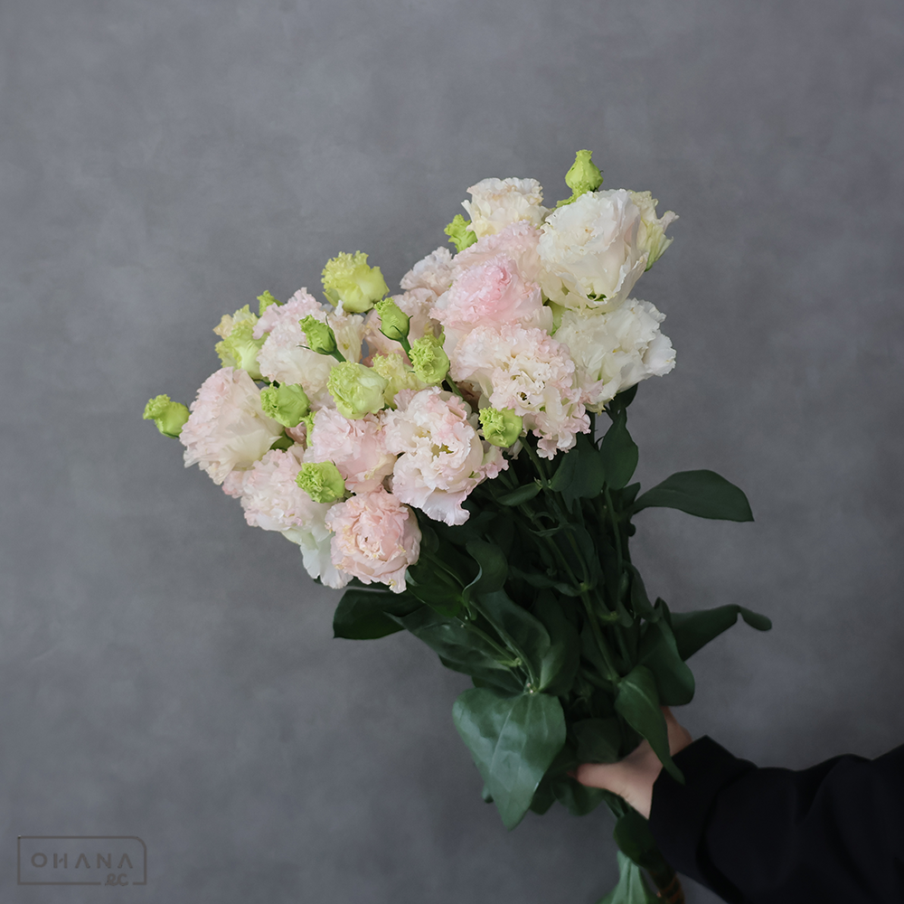 トルコ桔梗　ボヤージュライトピンク　上 70cm 2-3F