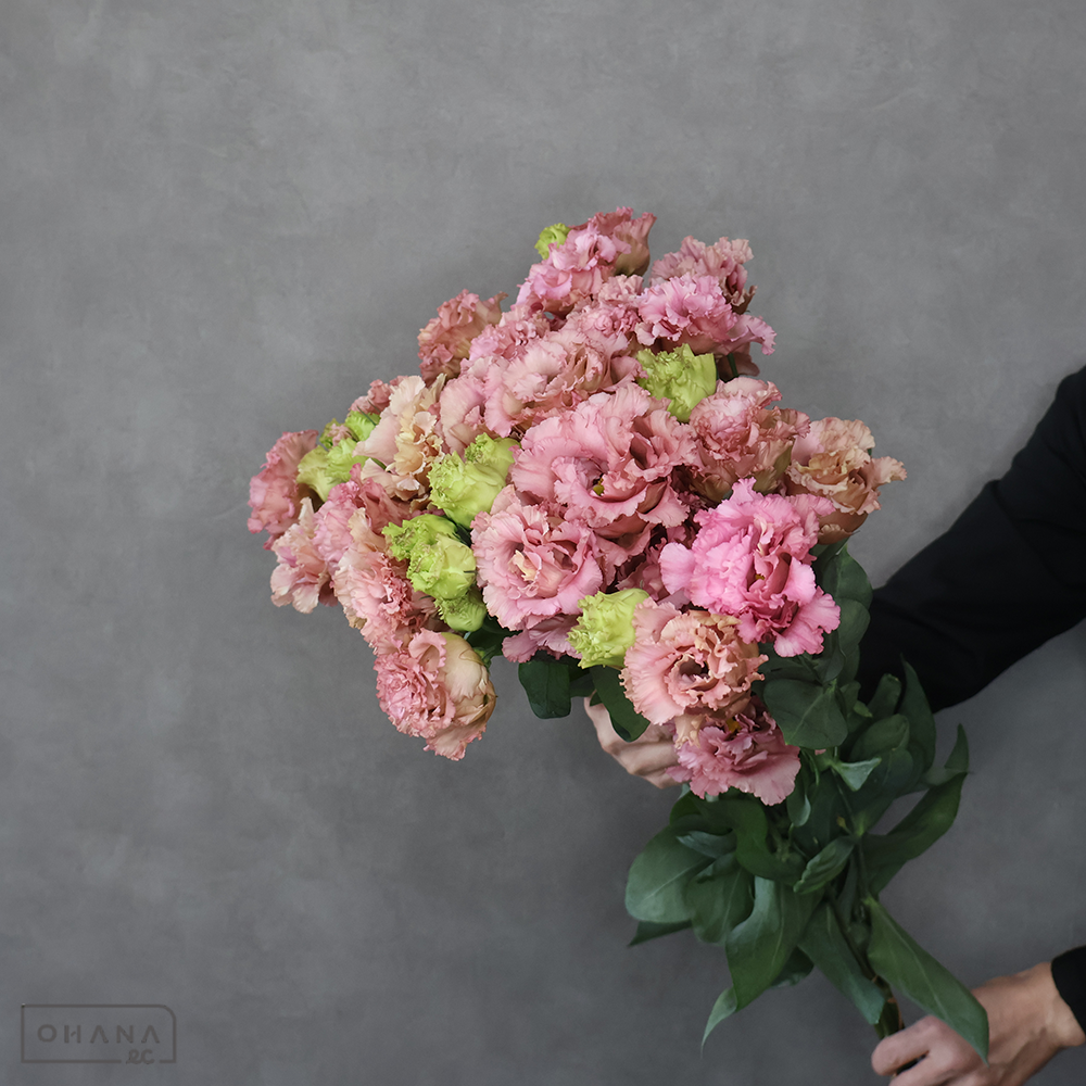 トルコ桔梗　カフェドレープ　優 70cm 3F 3FUP ※ステムやわめ