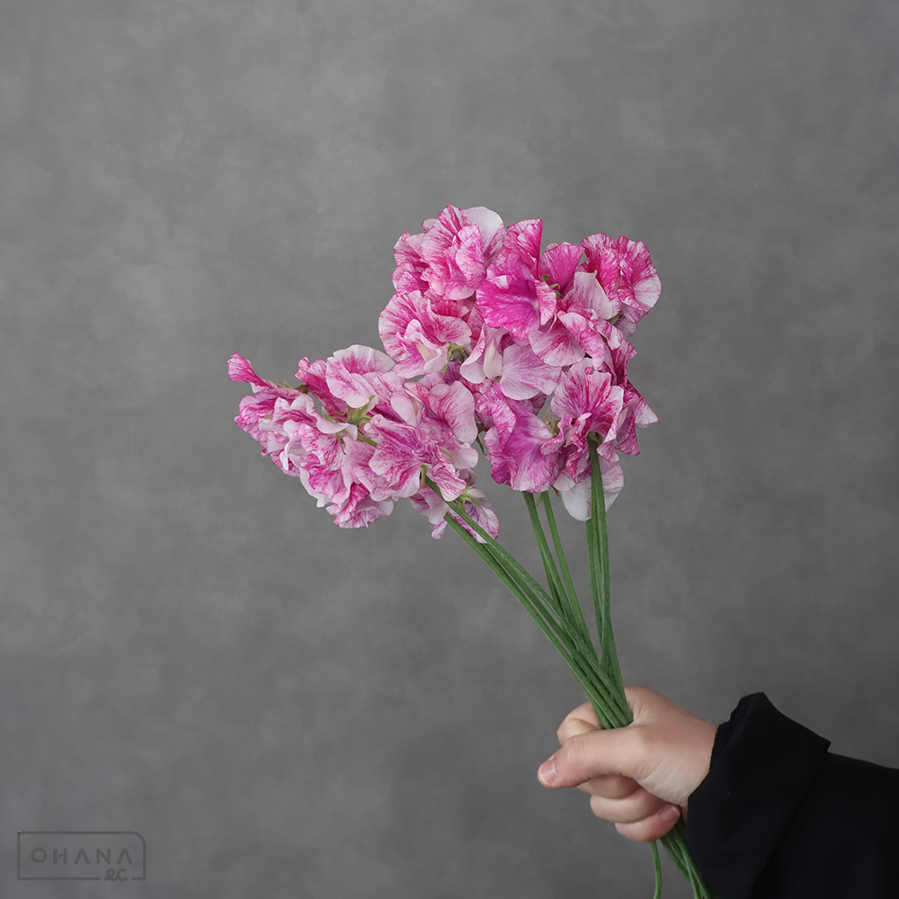 スイトピー　ピンクスプラッシュ　LM 3-4F  ※10本束