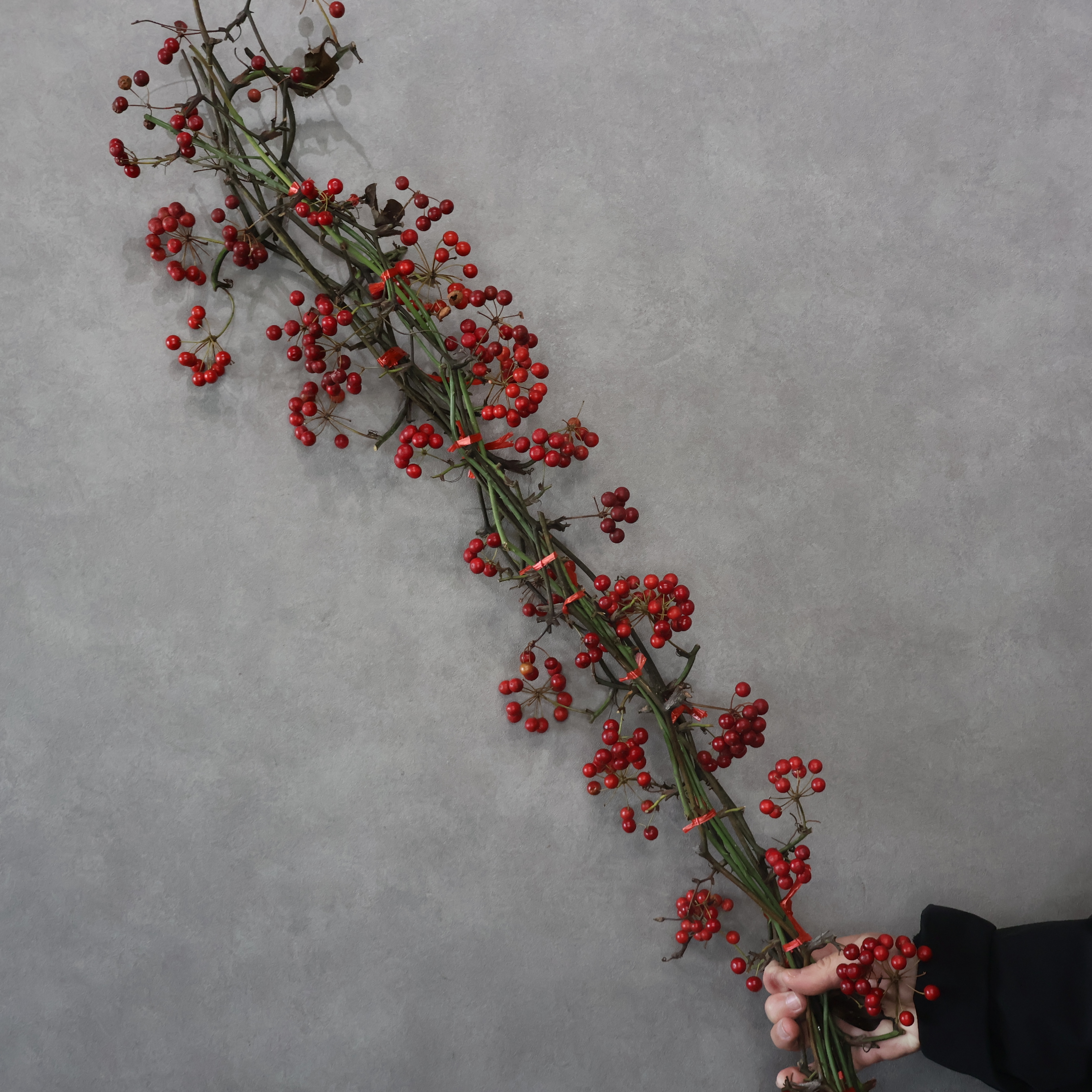 山帰来　中国産　 100cm