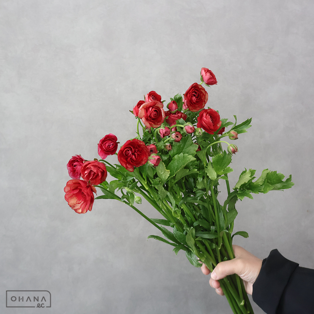 ラナンキュラス ラックス　フレア　Ａ 60cm