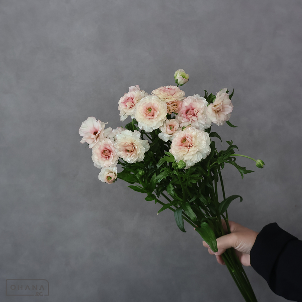 ラナンキュラス ラックス　アリアドネ　Ａ 55cm