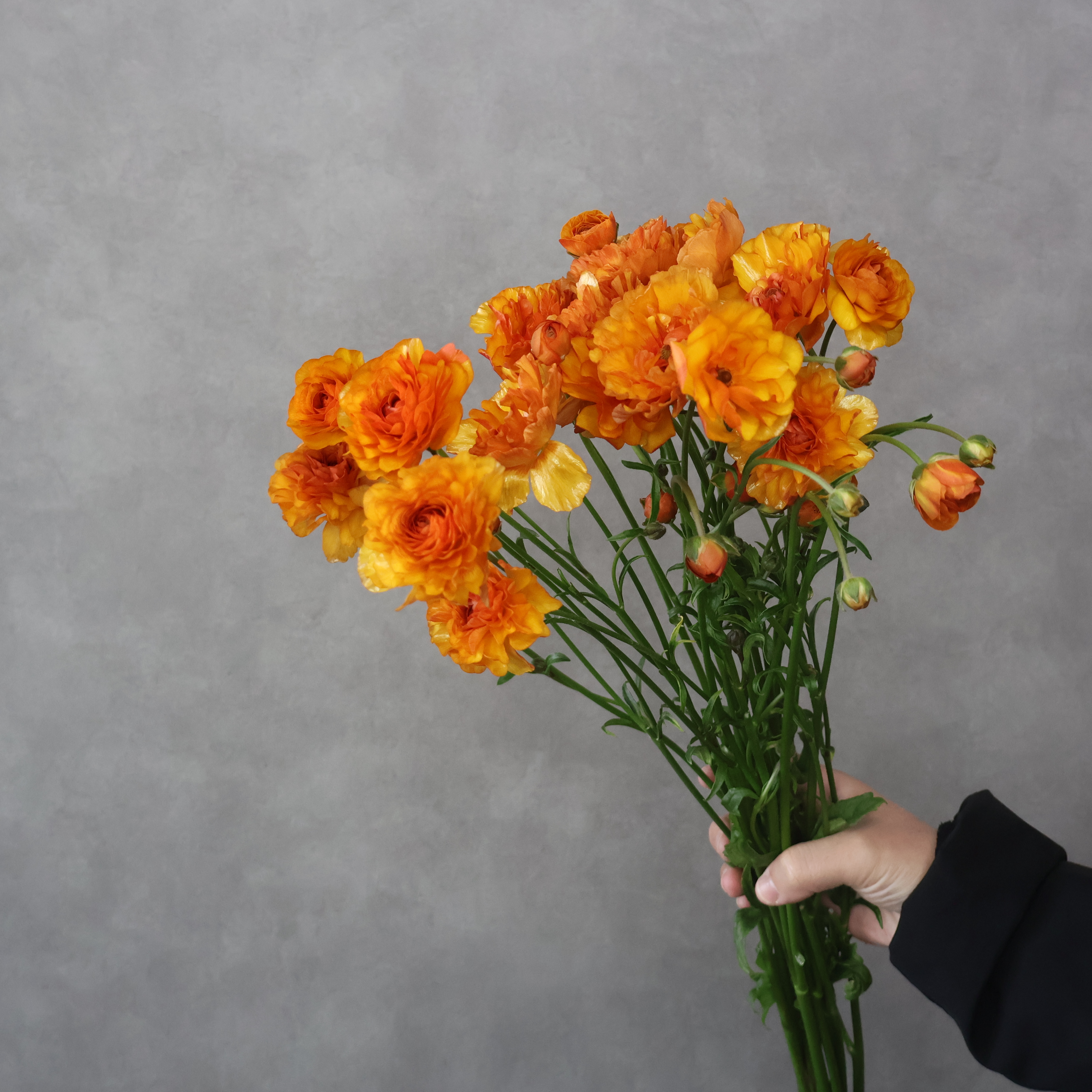 ラナンキュラス　ラックス　① Ａ60㎝