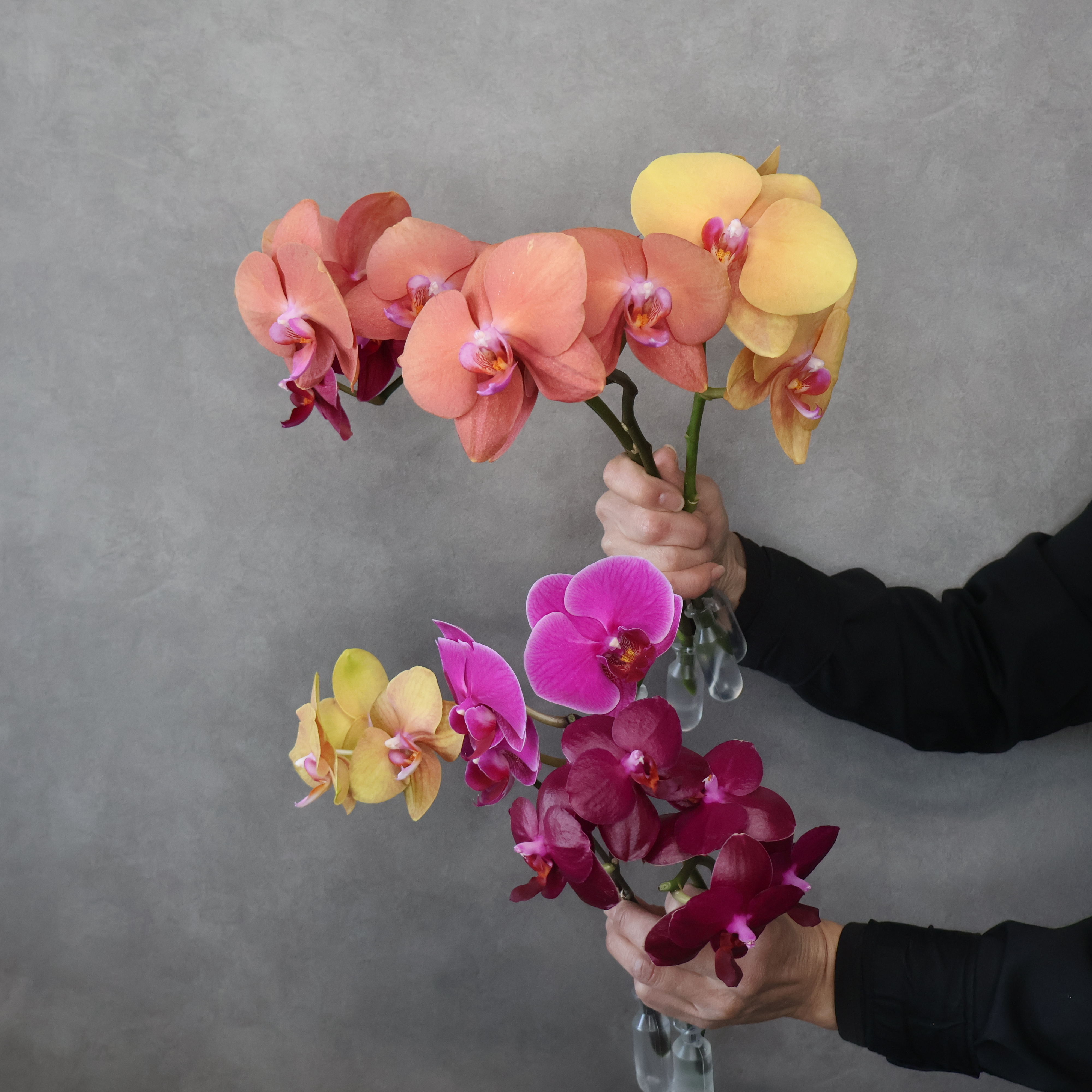 ミディコチョウラン　MIX　秀 混合