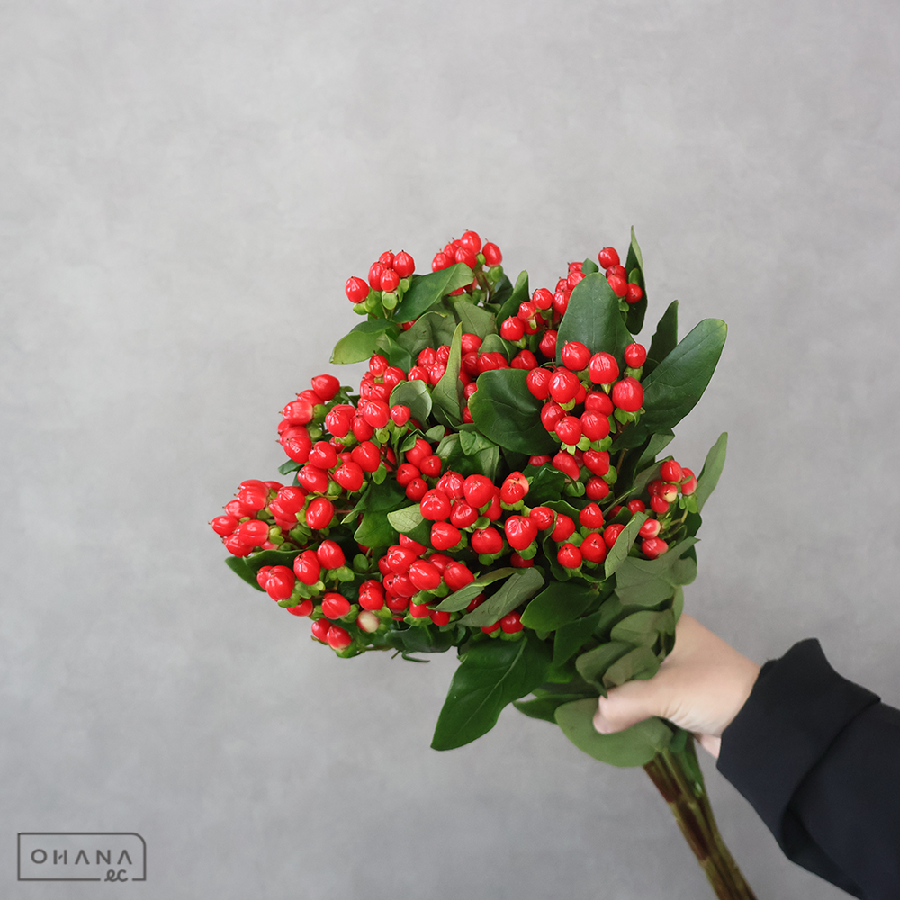 ヒペリカム　ココディアブロスプレー　 70cm