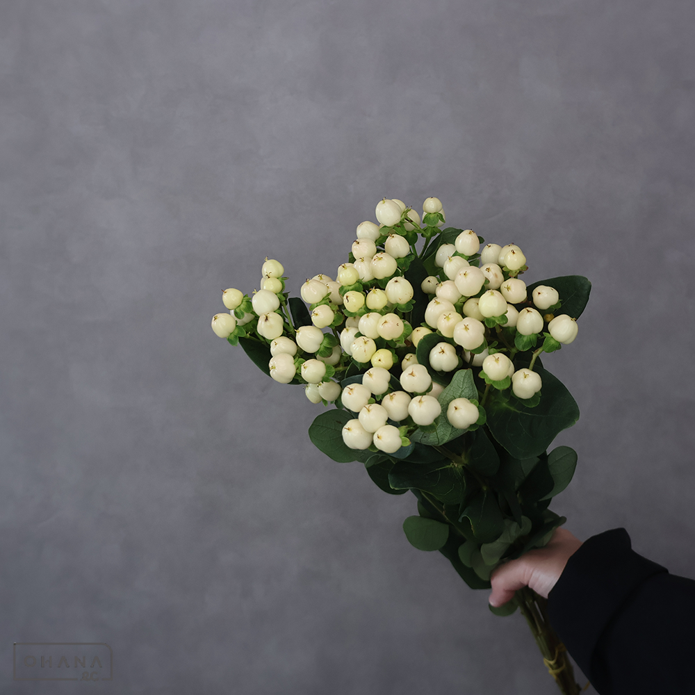 ヒペリカム　クールロマンス　 60cm