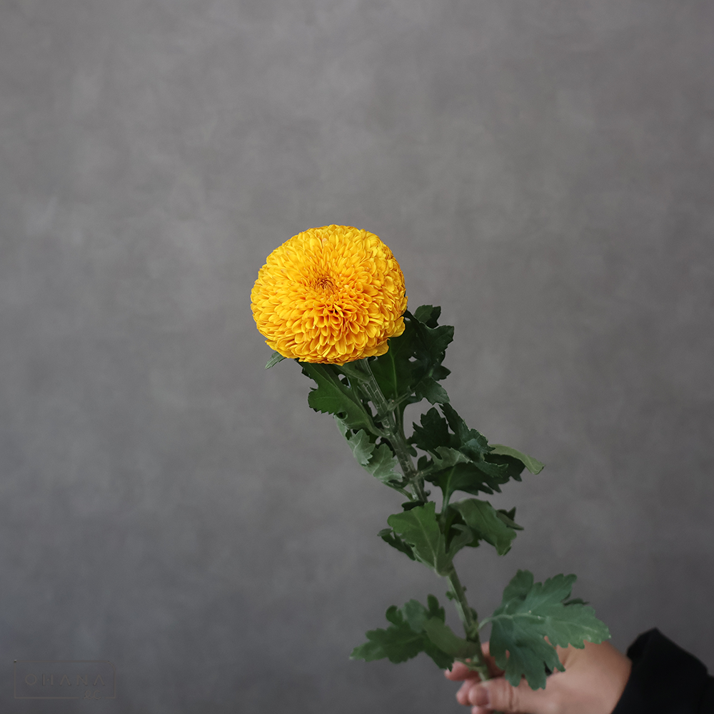 【SALE】ディスバッドマム　パラドフ　　※クレーム対象外