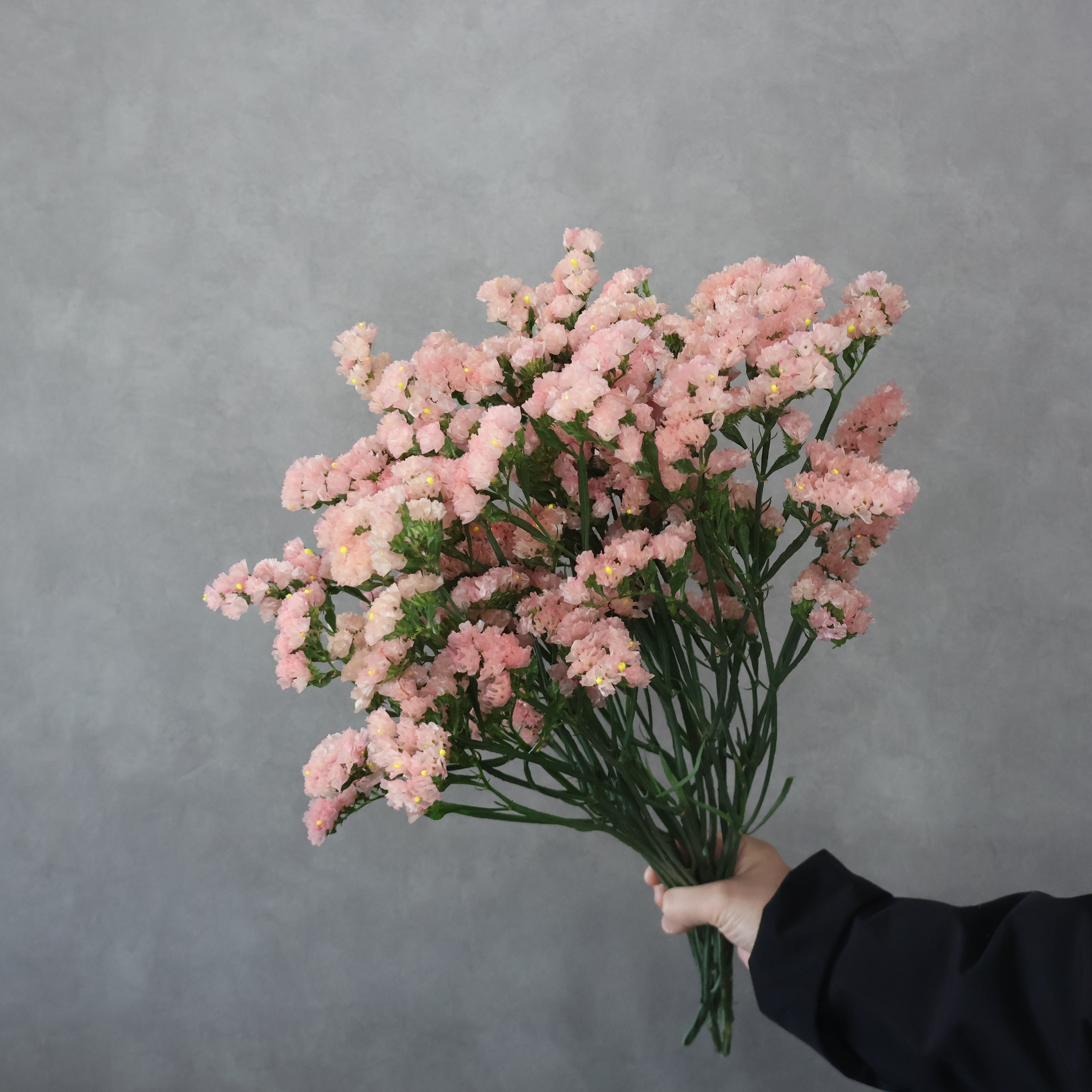 スターチス　アネーロオレンジ　秀 50cm