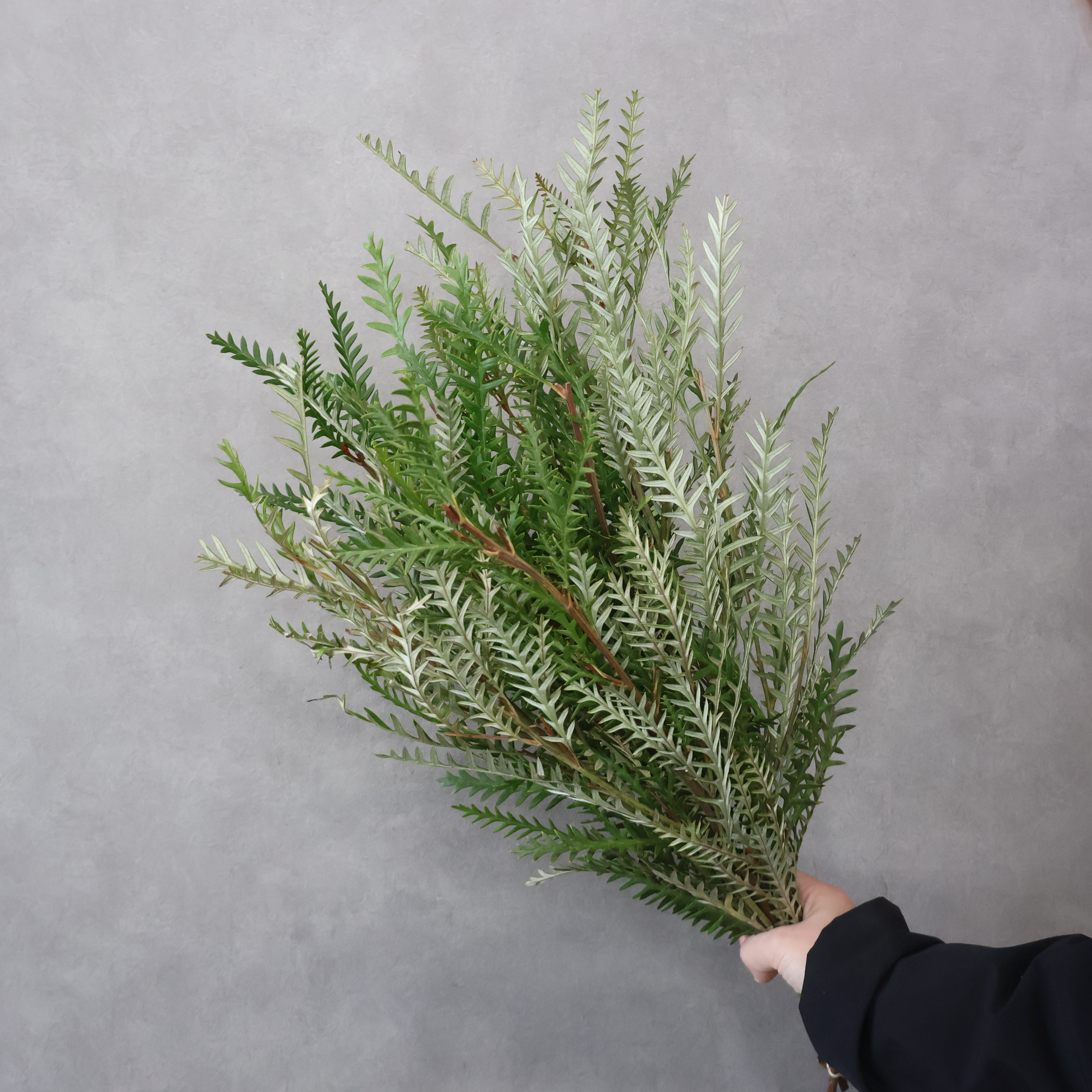 グレビレア　アイバンホー　 50cm