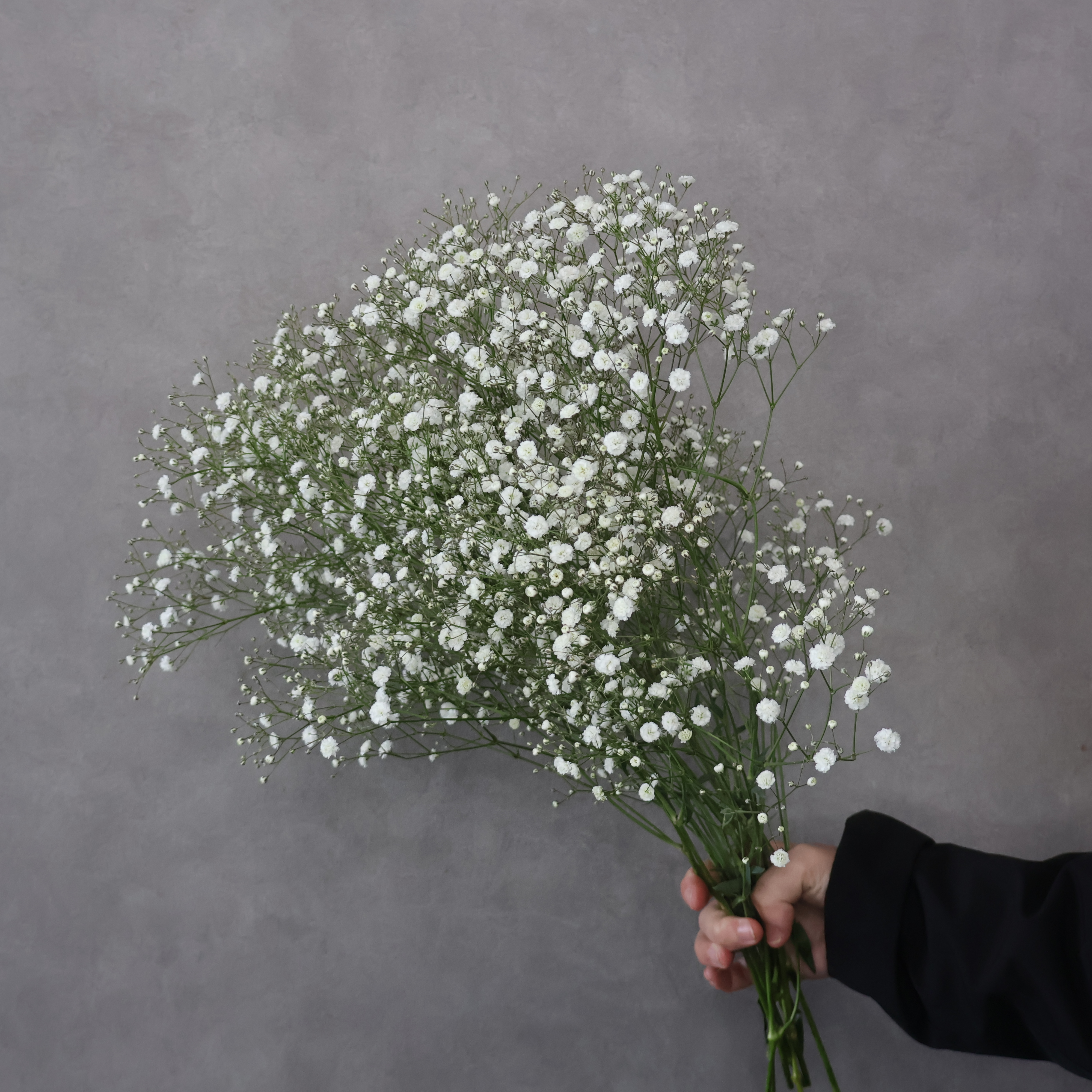 カスミソウ　アルタイル　秀 3S