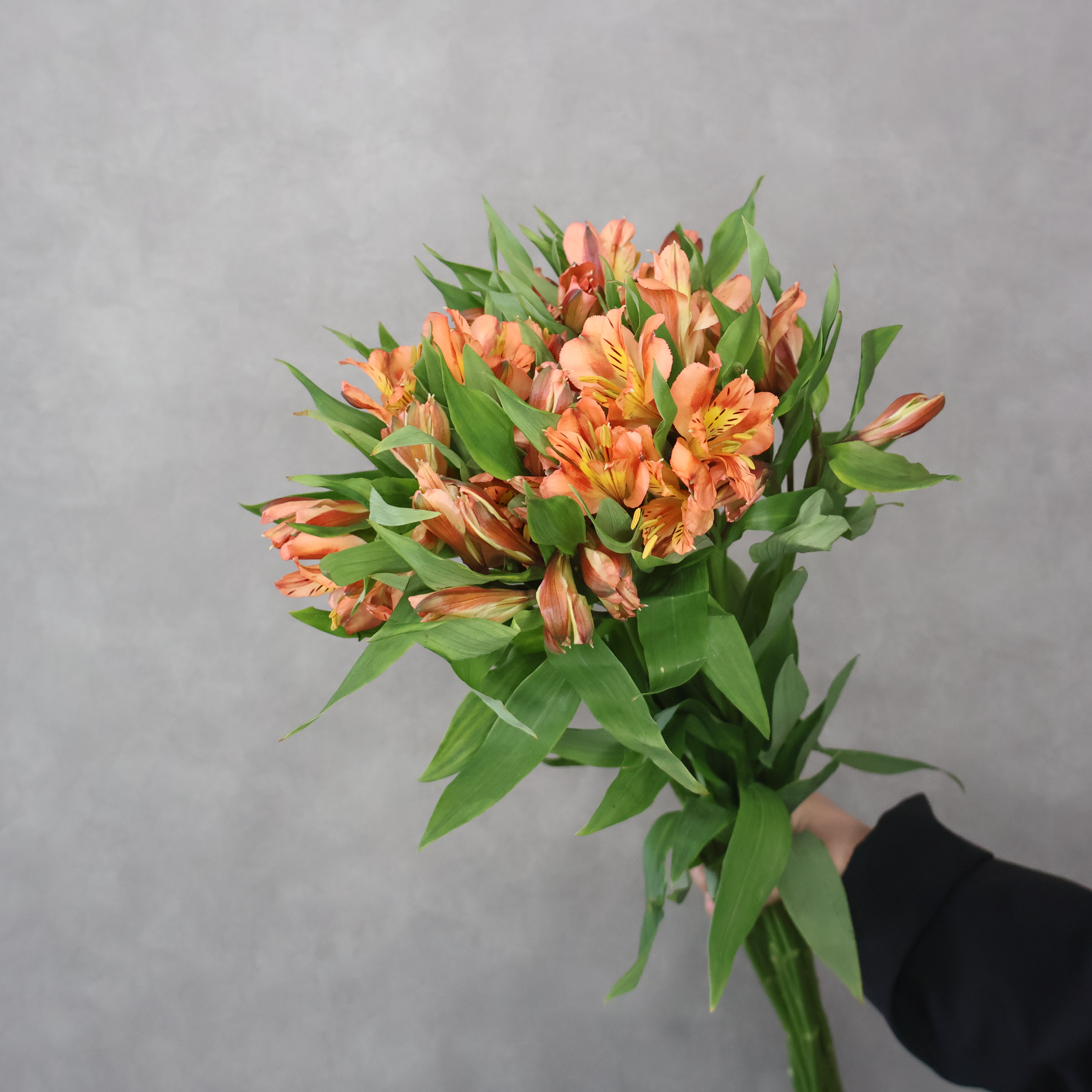 アルストロメーリア　オレンジクィ－ン　 65cm