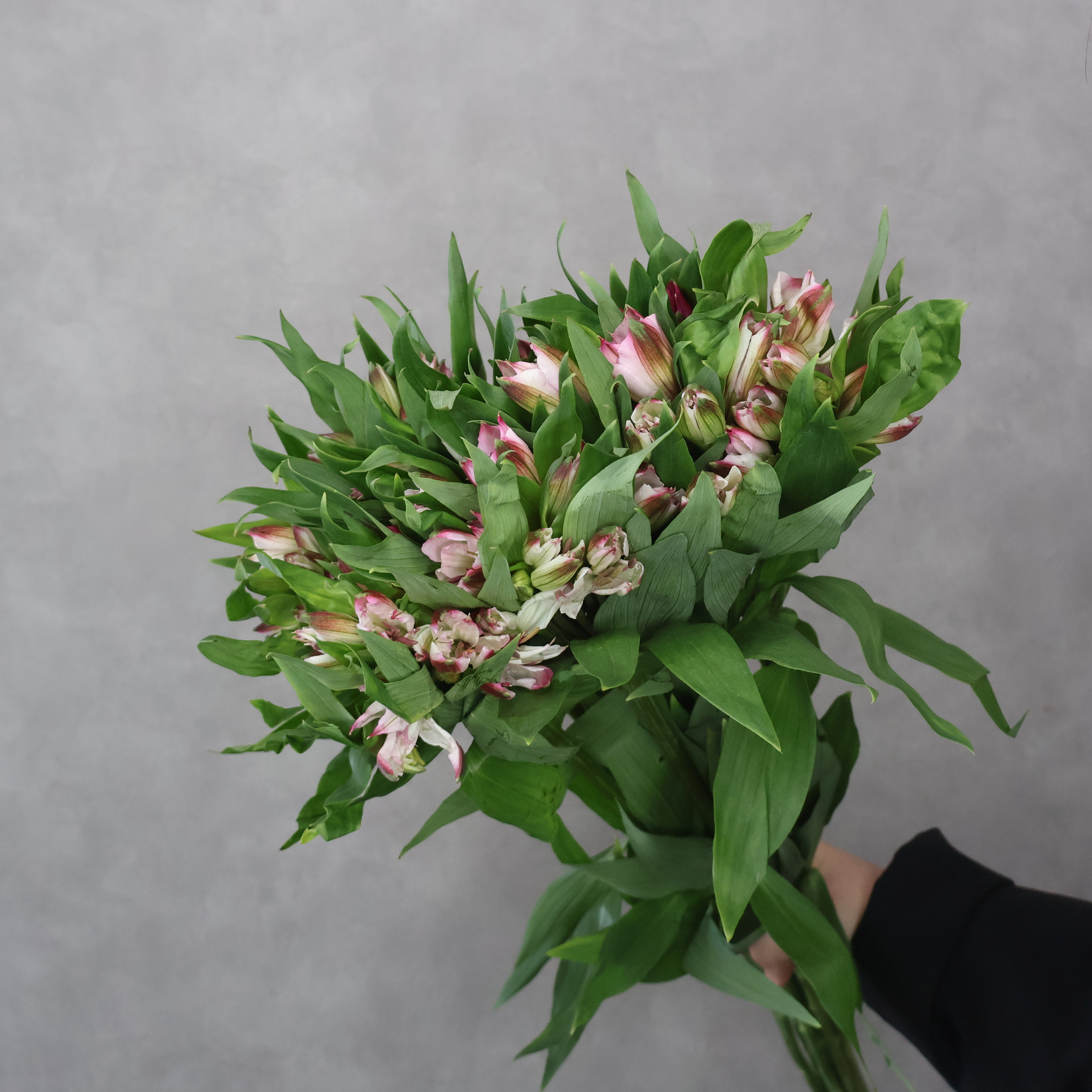 アルストロメーリア　インテンスピンク　 70cm