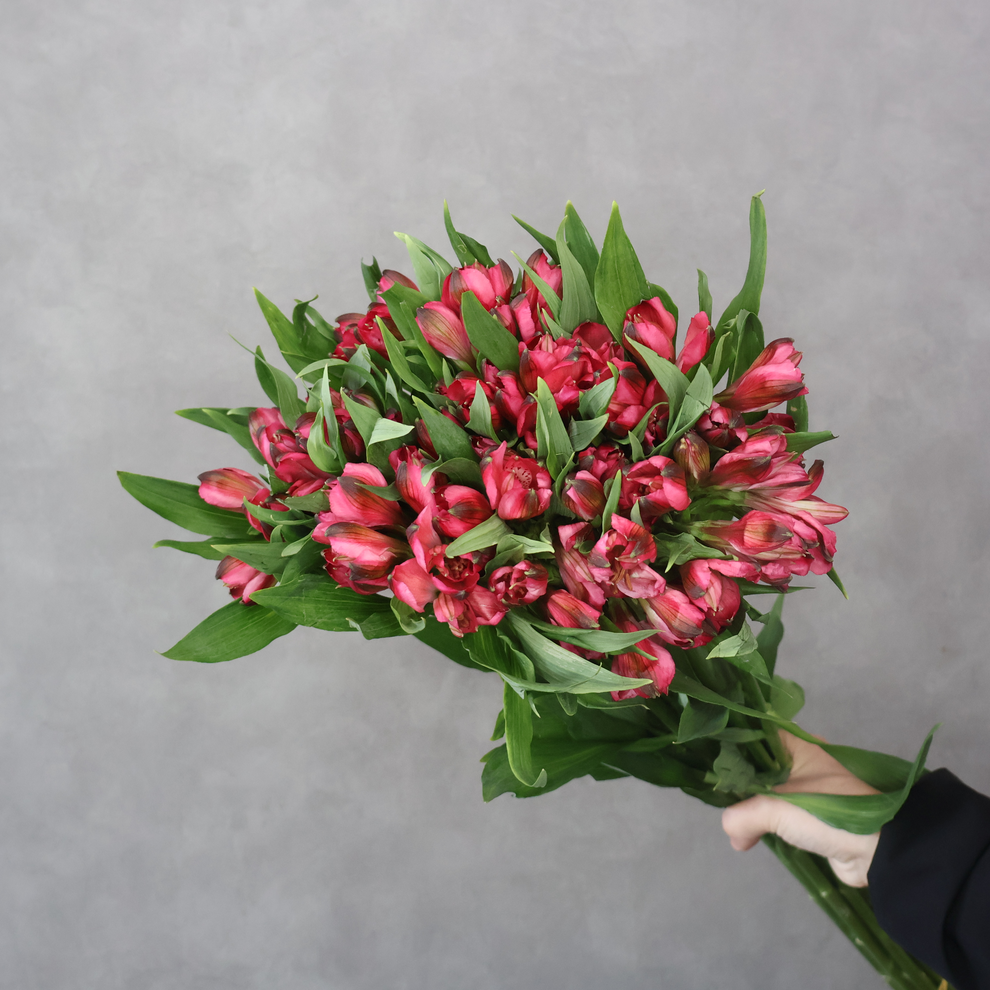 アルストロメーリア　アデル　 70cm