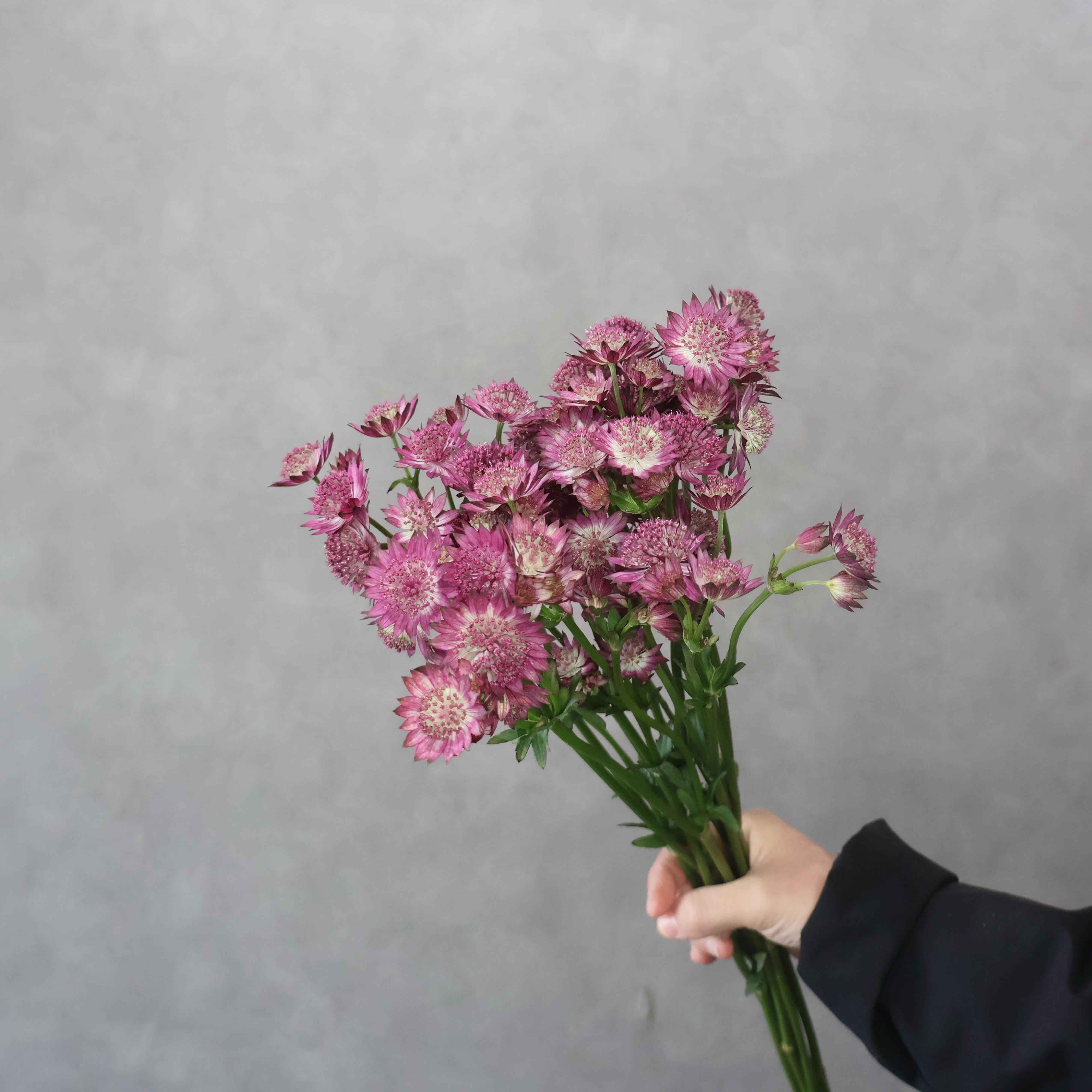 アストランティア　レネルビー　 60cm