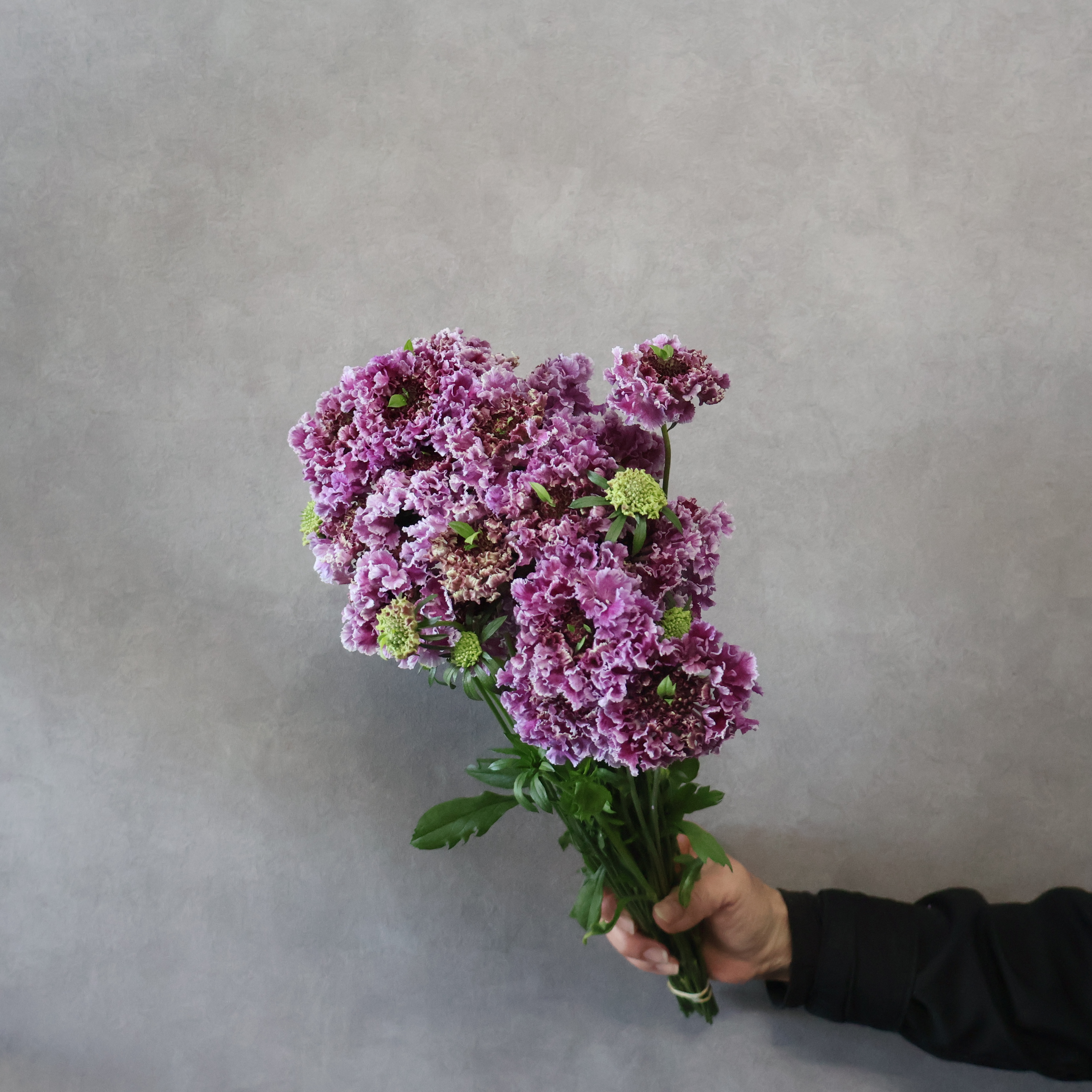 スカピオサ　リン　秀 40-30cm ※25本束