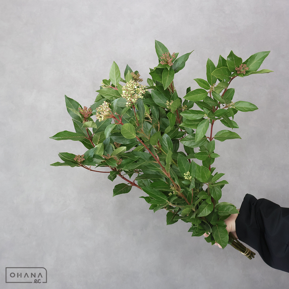 【SALE】ビバーナムティナス　秀60ｃｍ 　※花のみ　※クレーム対象外