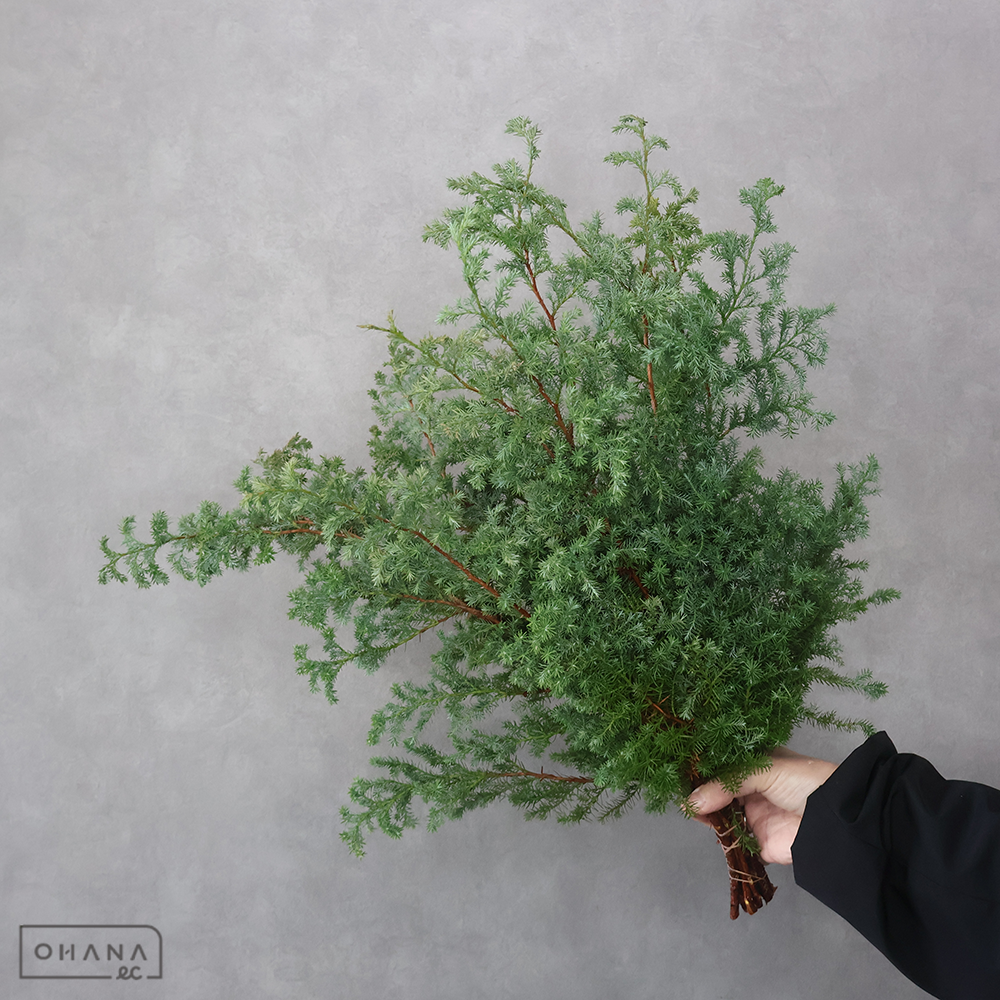 ヒバ ヒムロ　45ｃｍ