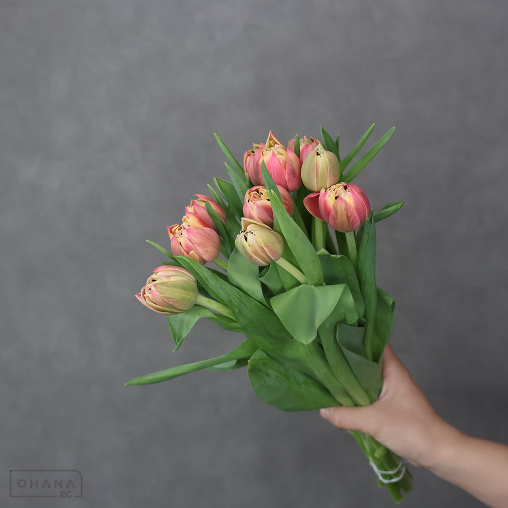 チューリップ コロンブス　秀２Ｌ