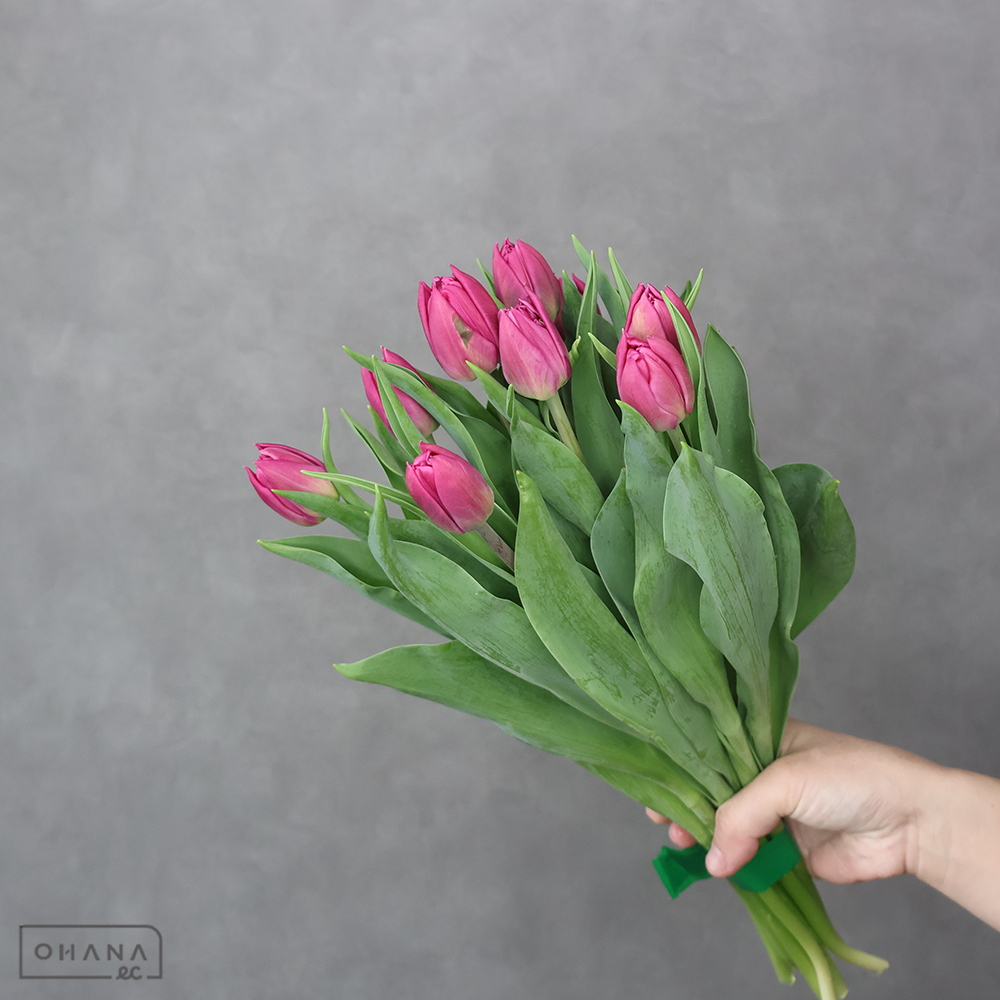 チューリップ ダブルプリンセス　秀L