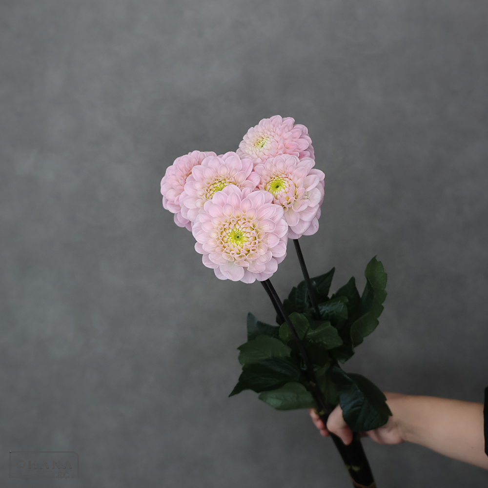 【SALE】ダリア オズの魔法使い　秀60ｃｍ　※クレーム対象外