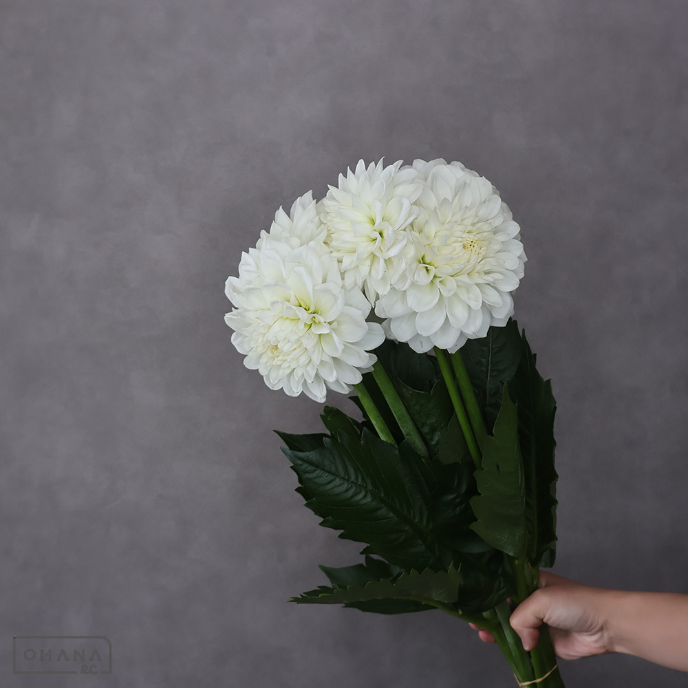 ダリア かまくら　秀 60cm※少々キズあり