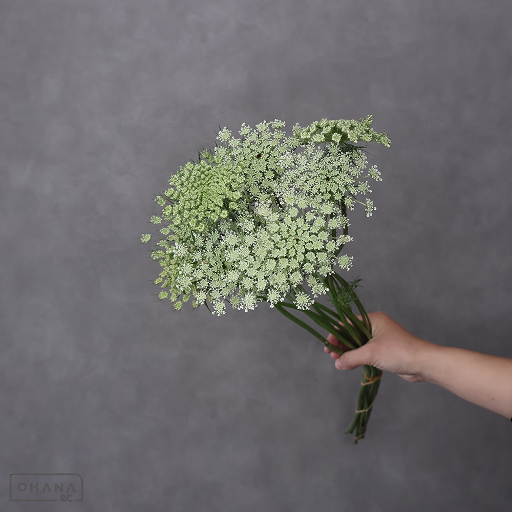 レースフラワー パープルキス　60ｃｍ