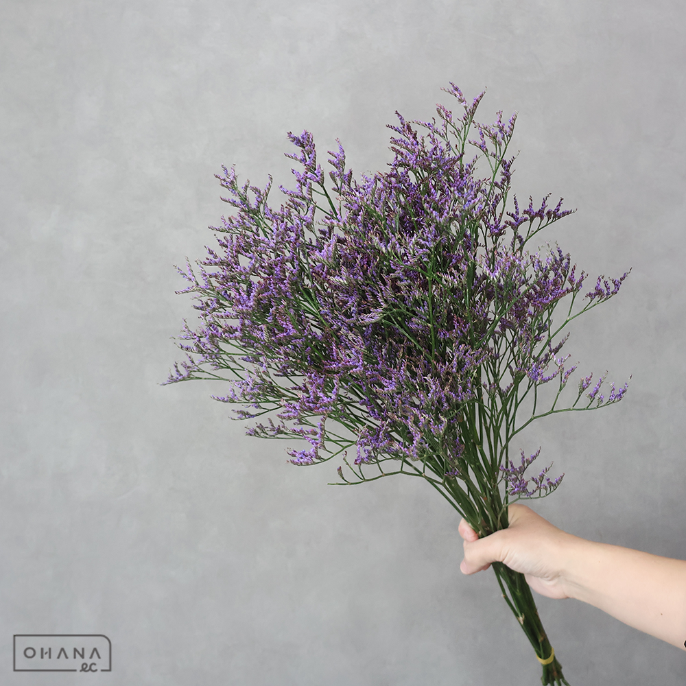 スターチスＨＢ サフォラダークブルー　60cm