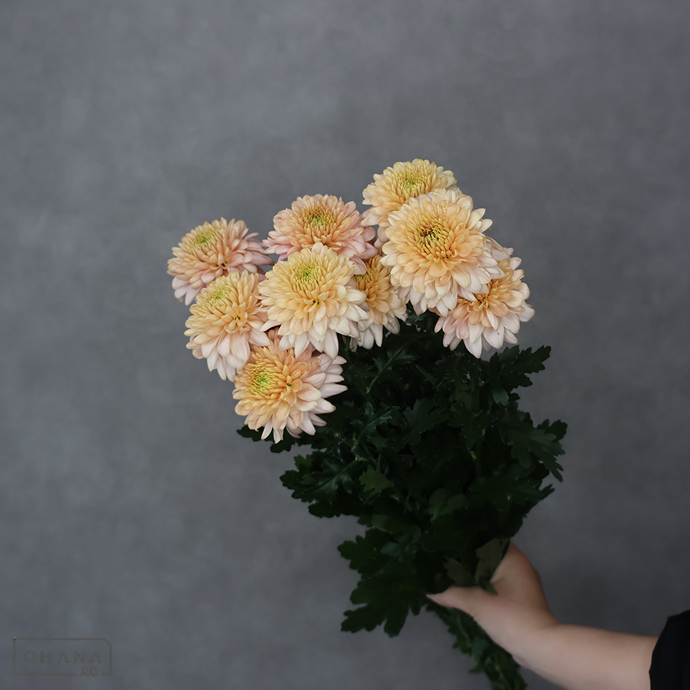 ディスバッドマム セイオペラベージュ　優80cm ※若干葉にサビ