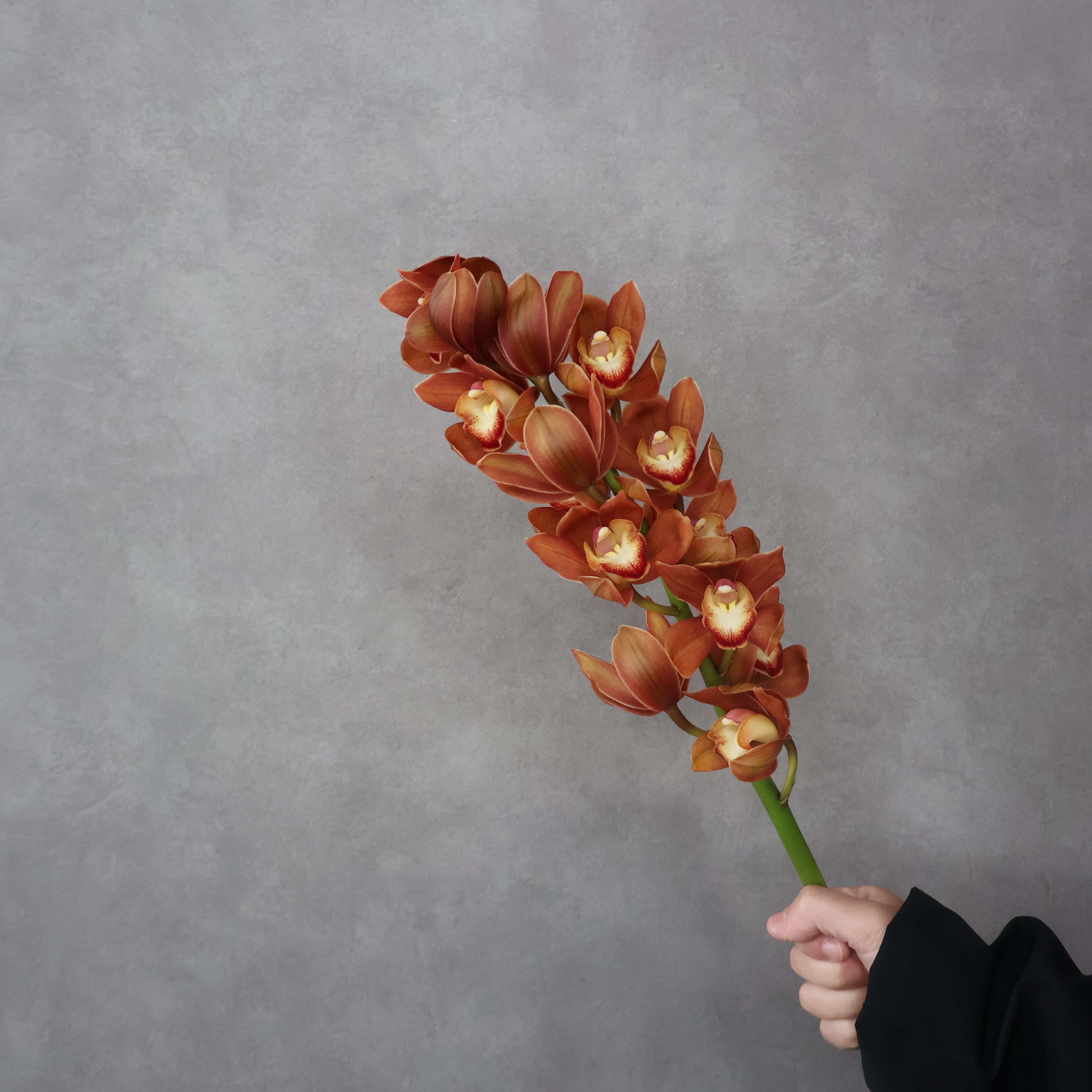 【SALE】シンビジウム 茜の光　Ｍ 50-45cm　※クレーム対象外