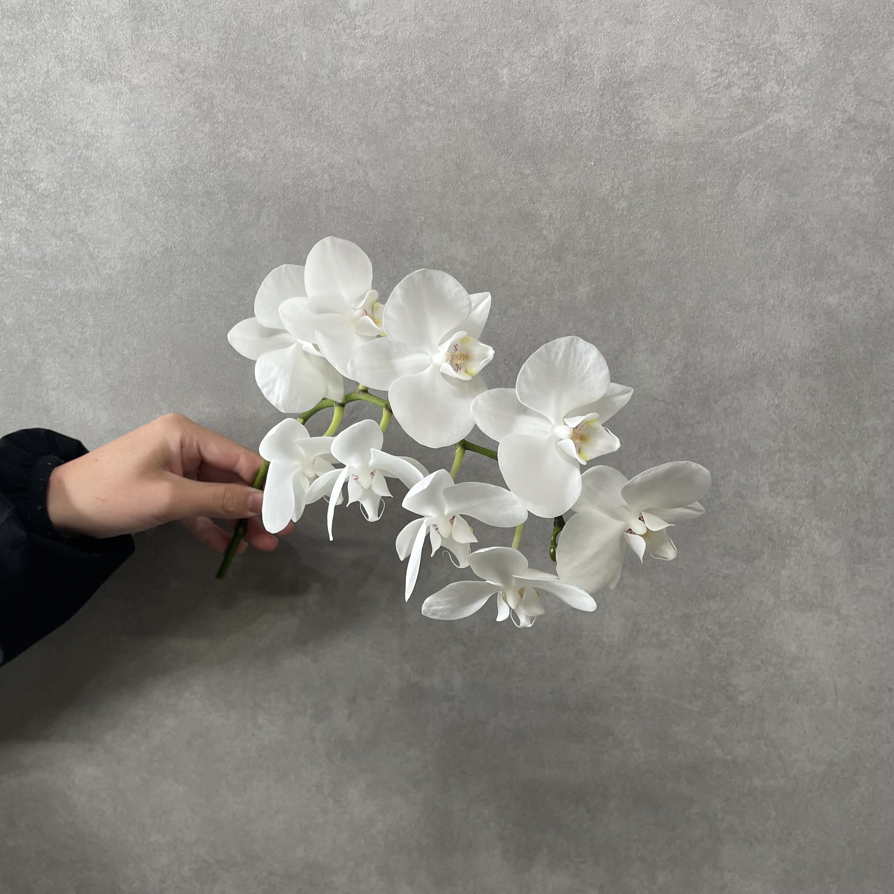 【SALE】ファレノプシス ファレノアマビリス　6-9輪　※クレーム対象外