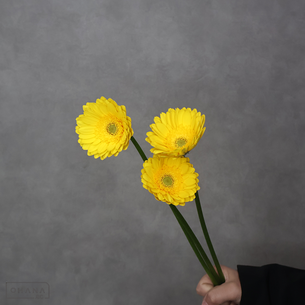 【SALE】ガーベラ　　黄　秀 60-50cm ※10本束　※クレーム対象外
