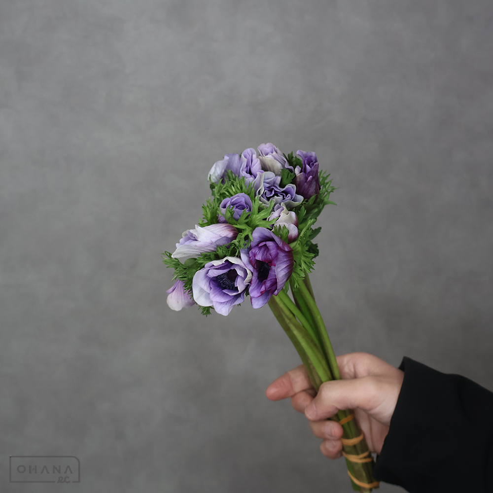 アネモネ ④　優 25㎝