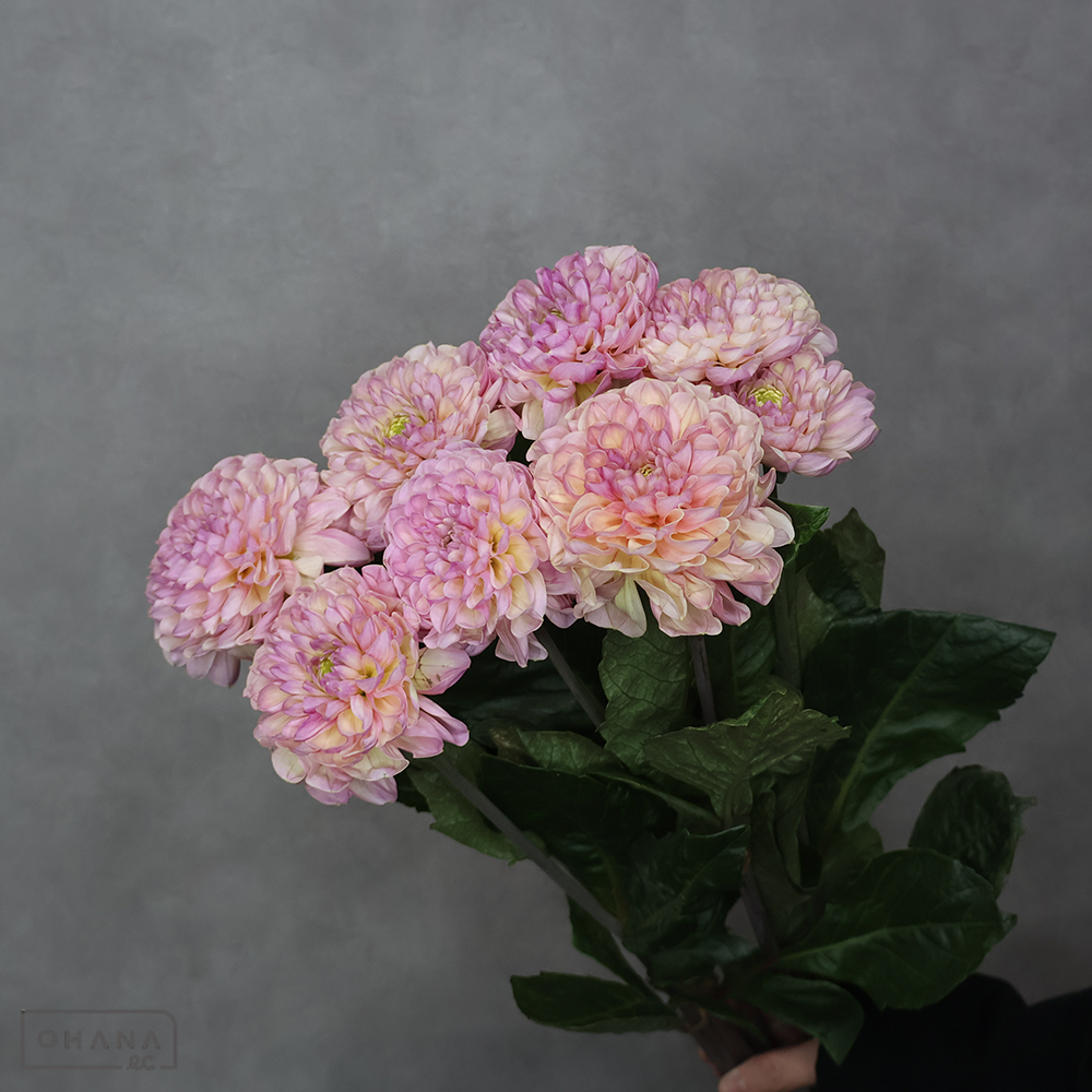 ダリア　トキメキ　秀 70cm