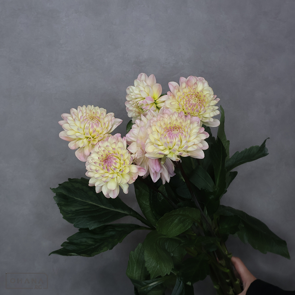 ダリア　クイーン　秀 70cm