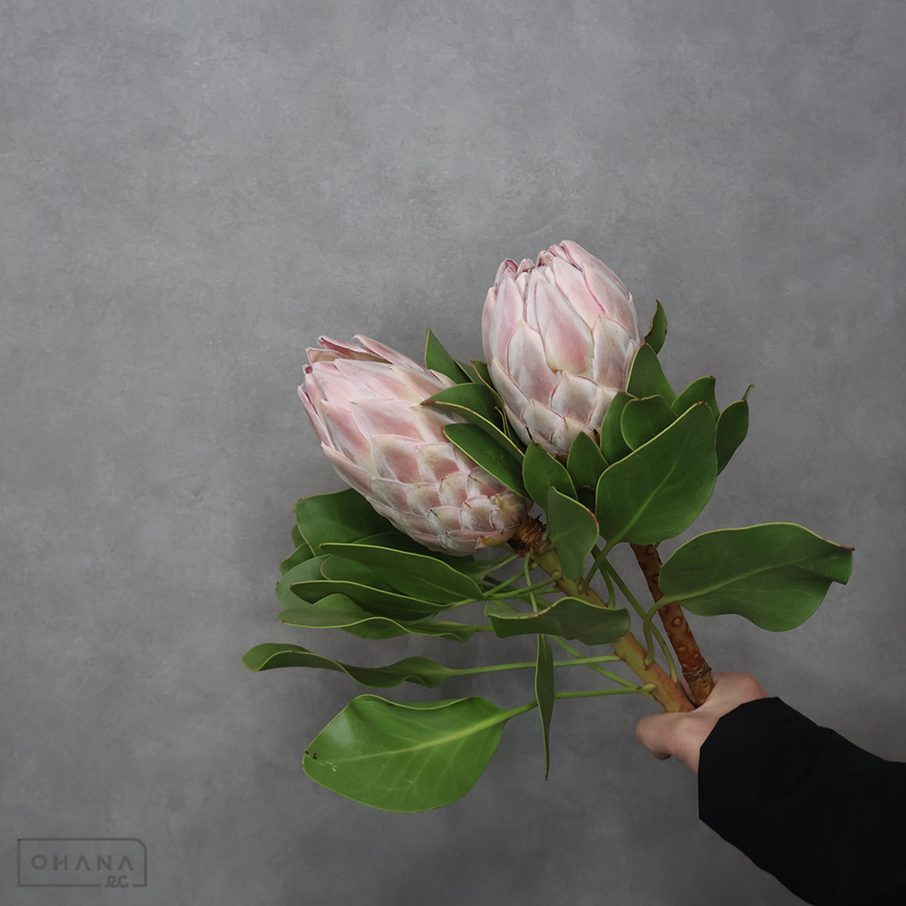 ネイティブフラワー | お花の仕入れならOHANAec