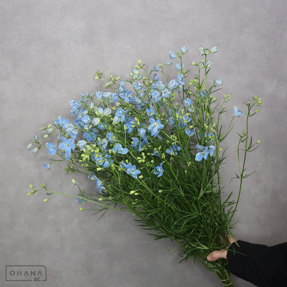 デルフィシネンシス　スーパープラチナブルー 秀 70cm ※ボリュームあり