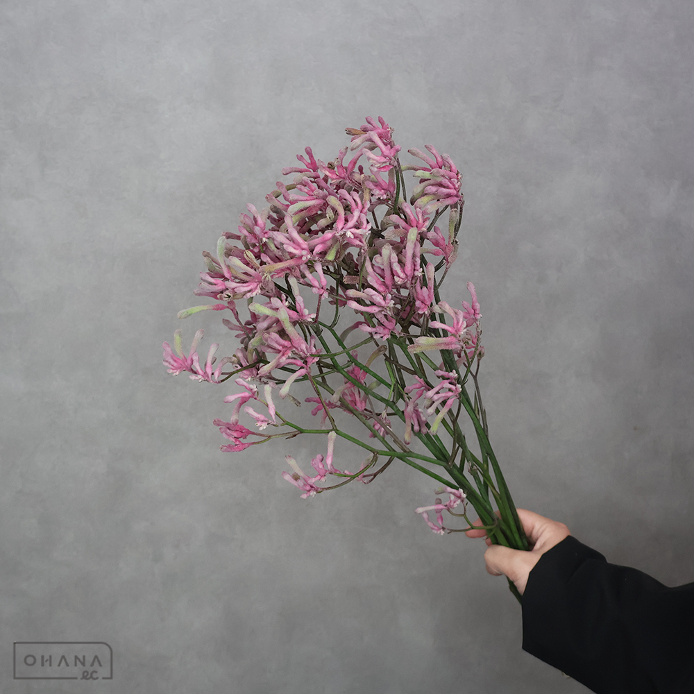 カンガルポー　ピンクジョニー　 50cm