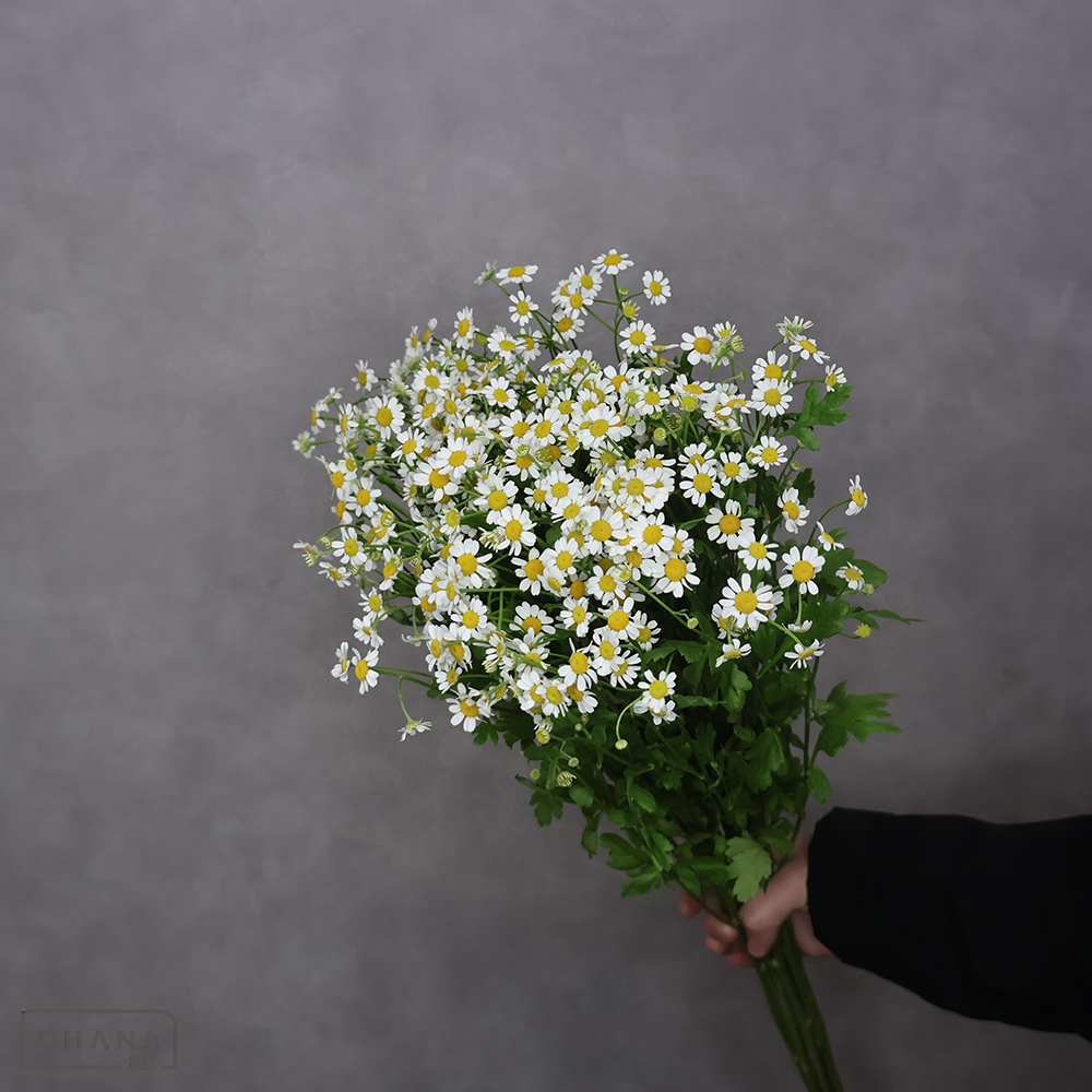 マトリカリア白　シングルペグモ　 65cm