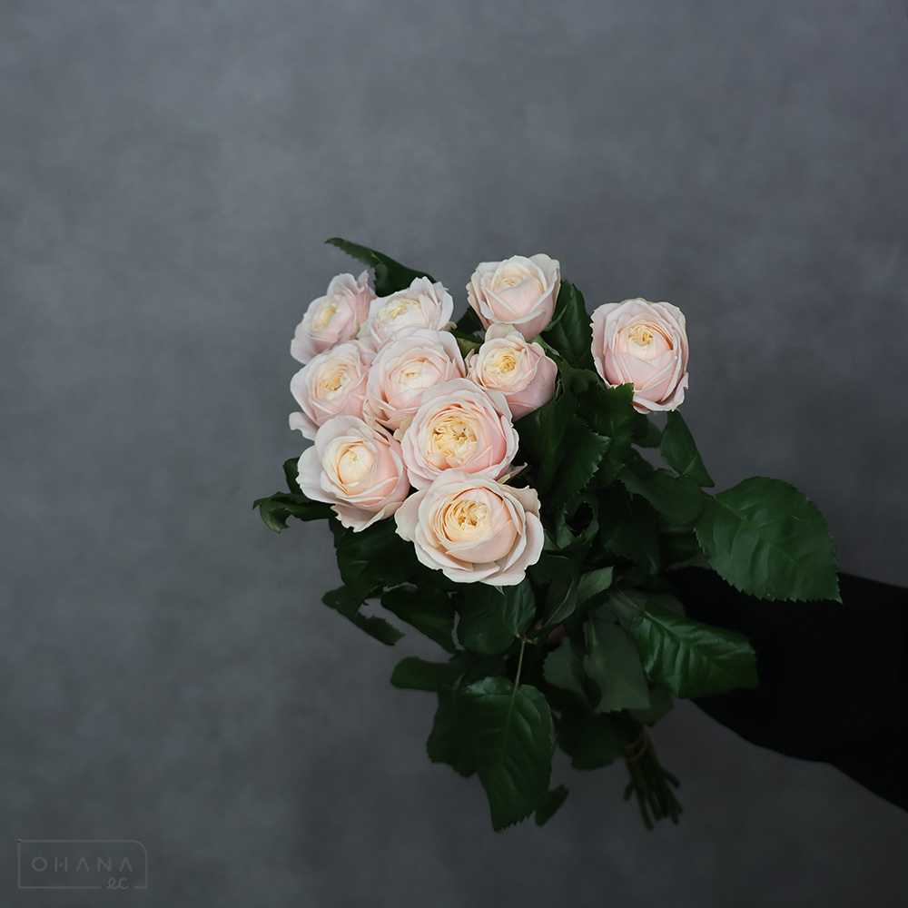 バラピンク　ダーリントン　A 50-40