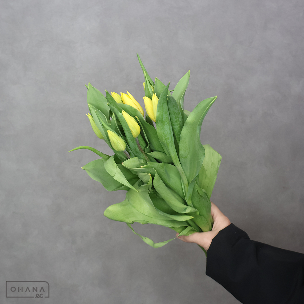 チューリップ黄　ストロングゴールド　秀2L