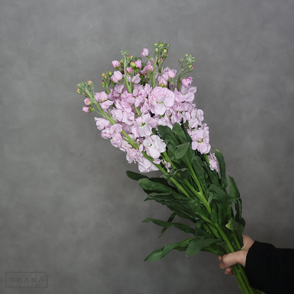 ストックスタンダードピンク　朝波　 80cm