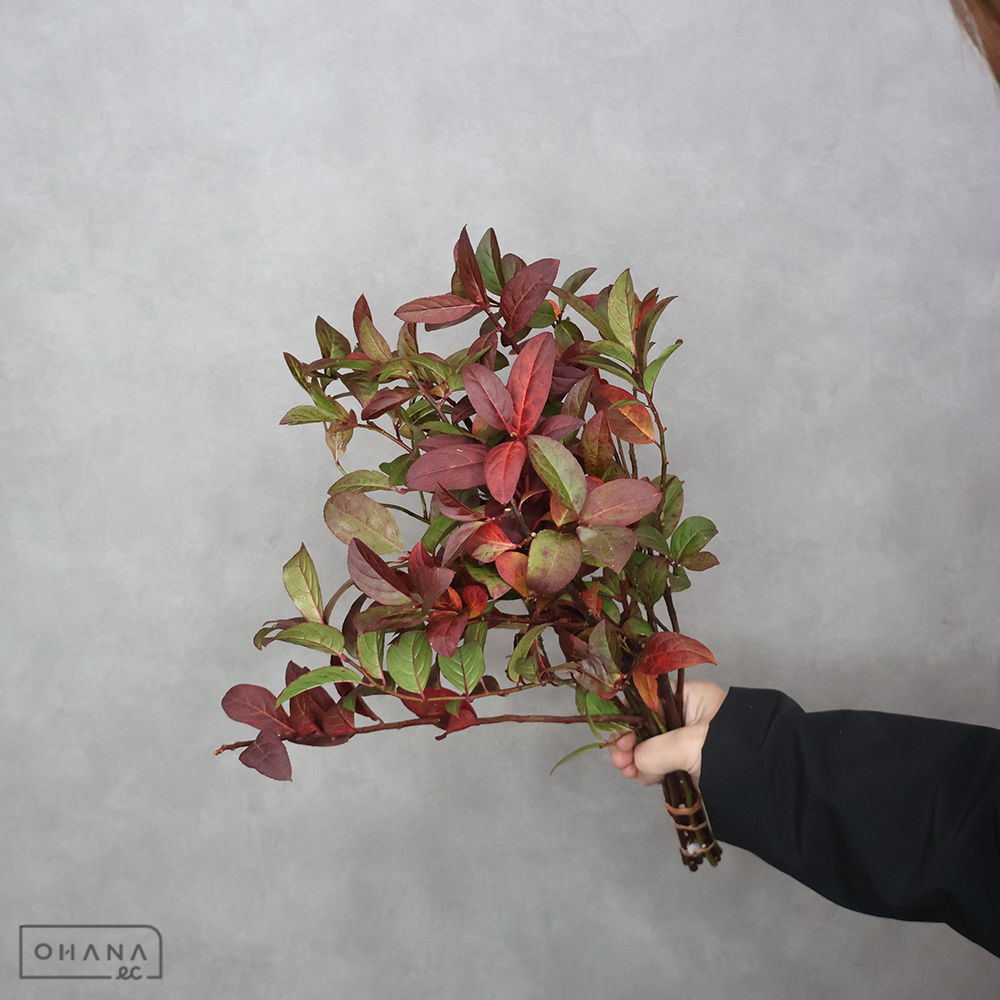 コバノズイナ 紅葉　優 40cm ＳＰ