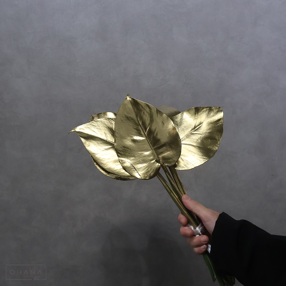 色付けモンステラ　ゴールド　極小 15cm