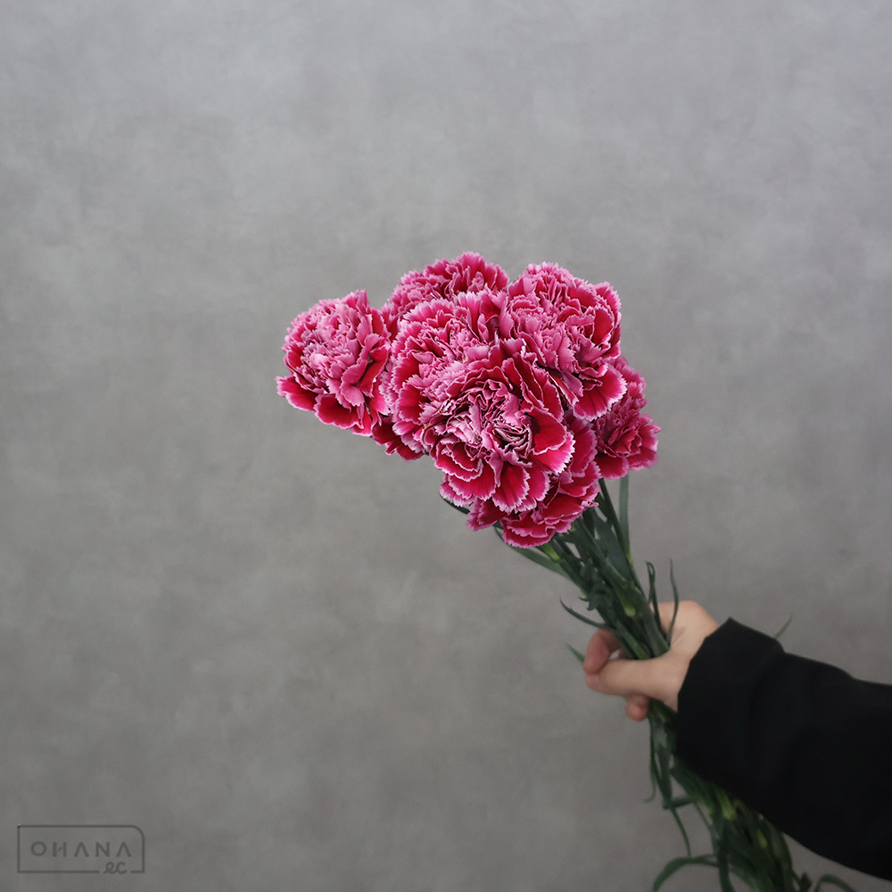 【SALE】カーネ複色　ノビオフレンジー　 60cm　※クレーム対象外