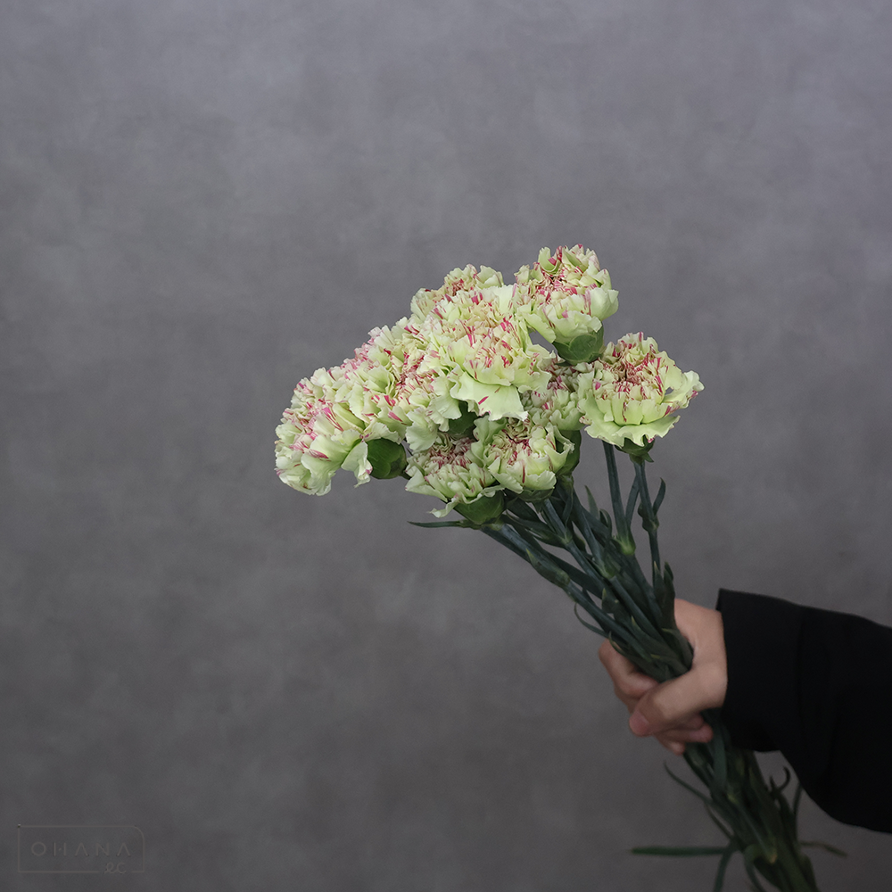 【SALE】カーネ複色　モチ　 60cm　※クレーム対象外