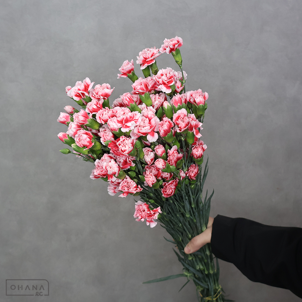 ＳＰカーネ　ＳＰバイカラーＭＩＸ　①　