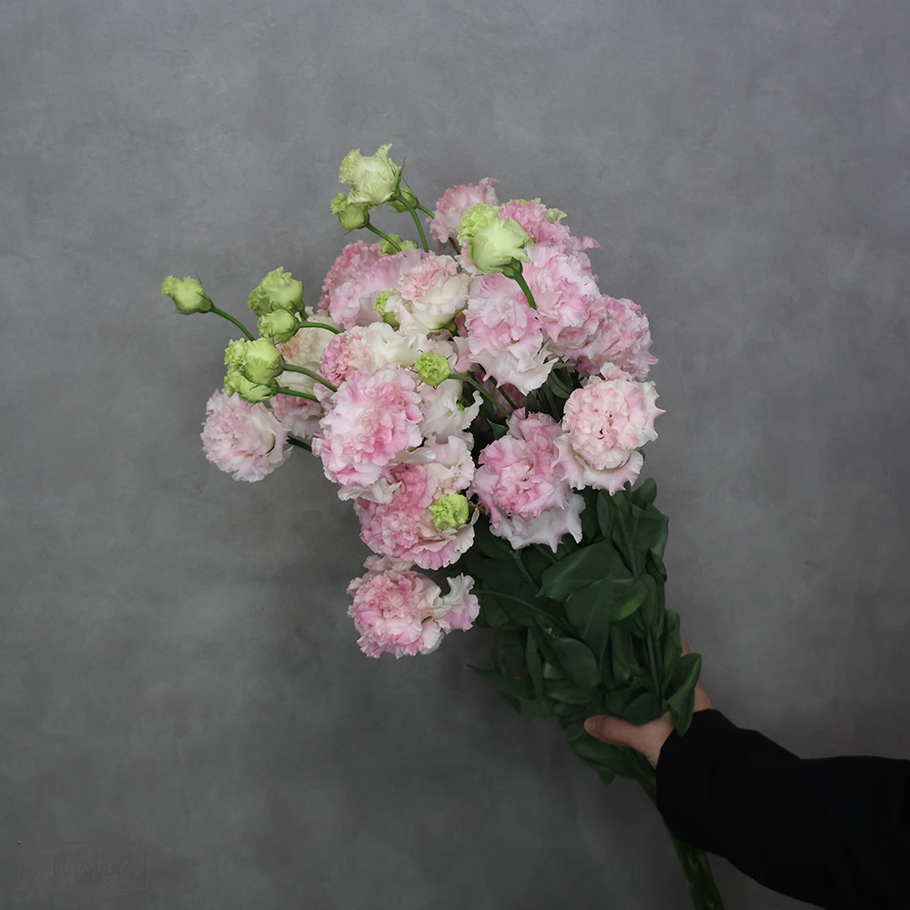 トルコキキョウピンク　ボヤージュピンクシェイク　 70cm 3輪